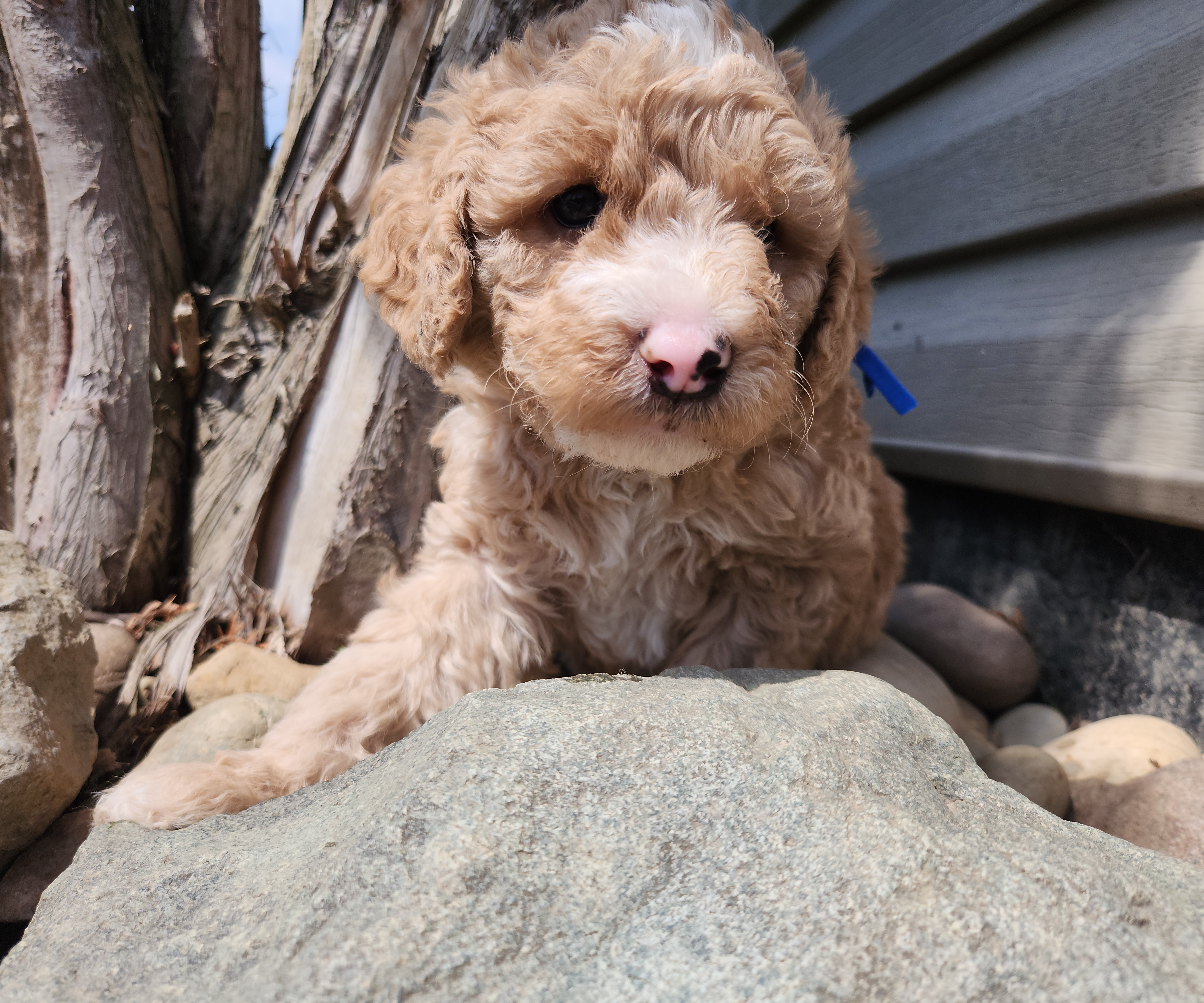 labradoodle