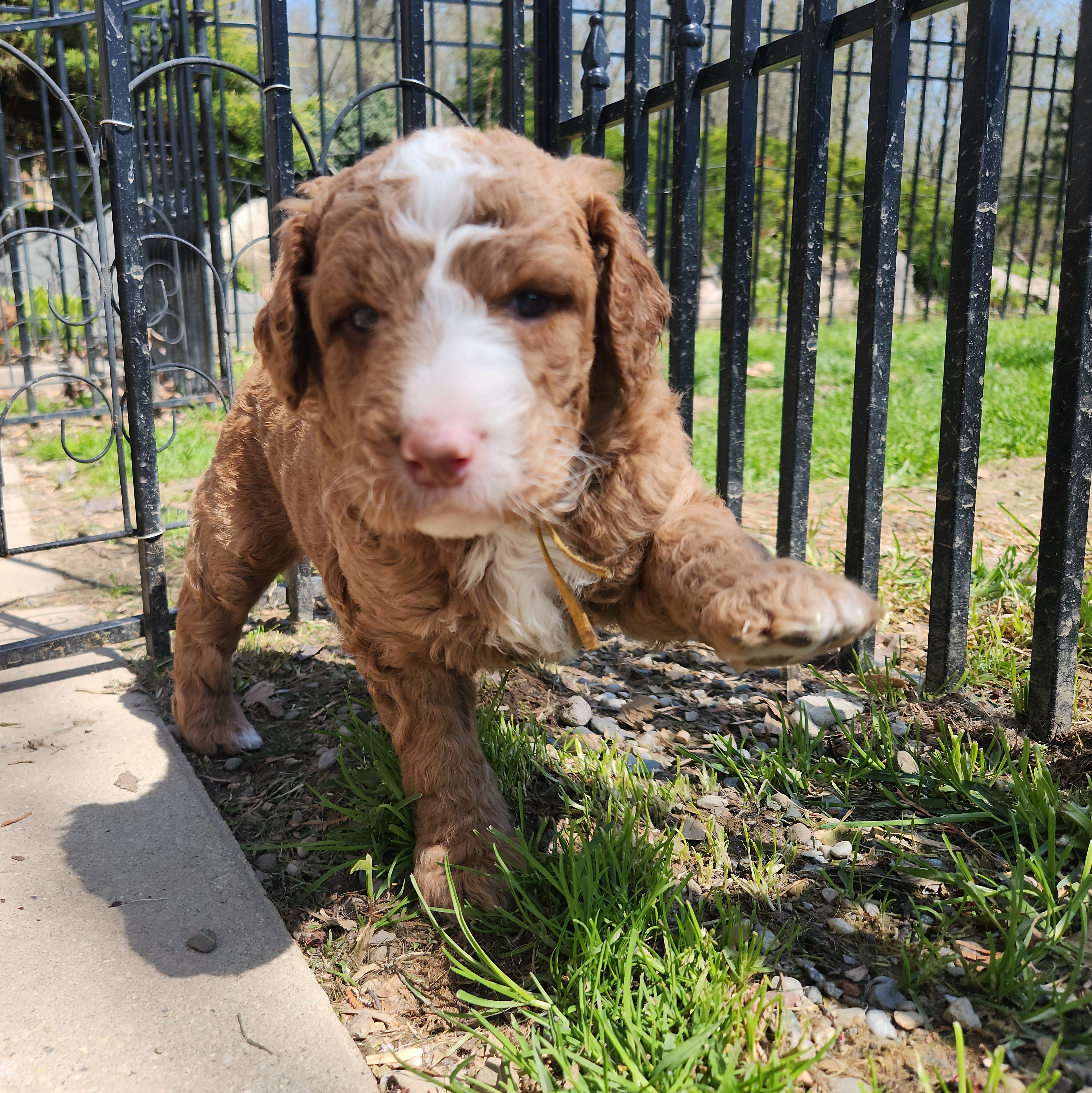 labradoodle