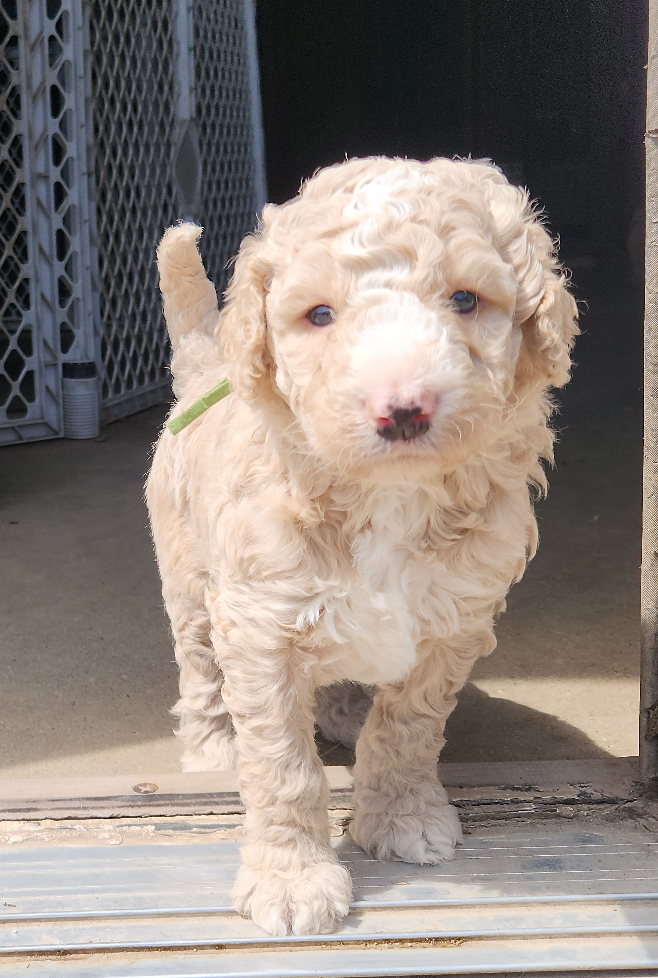 labradoodle