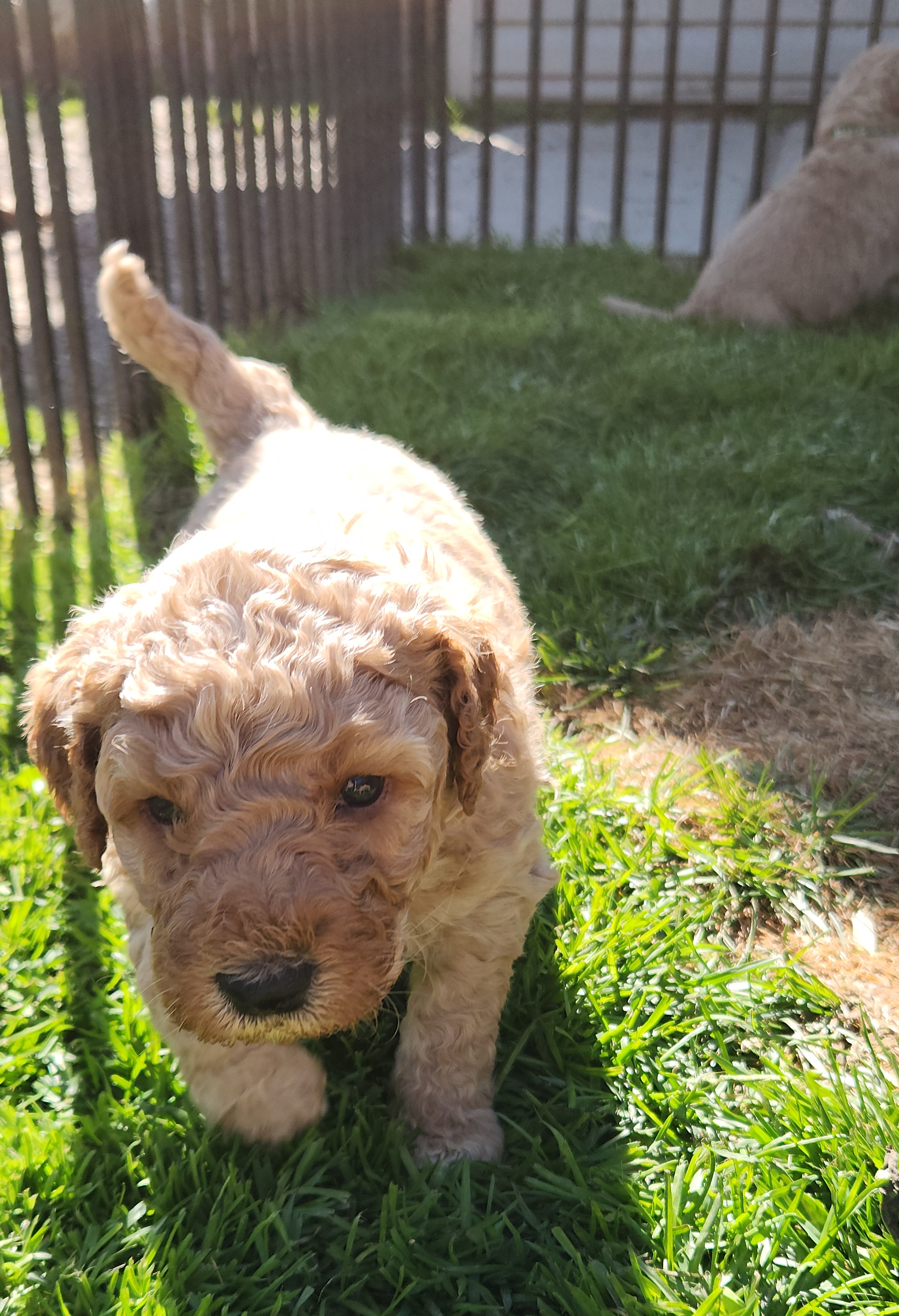 labradoodle