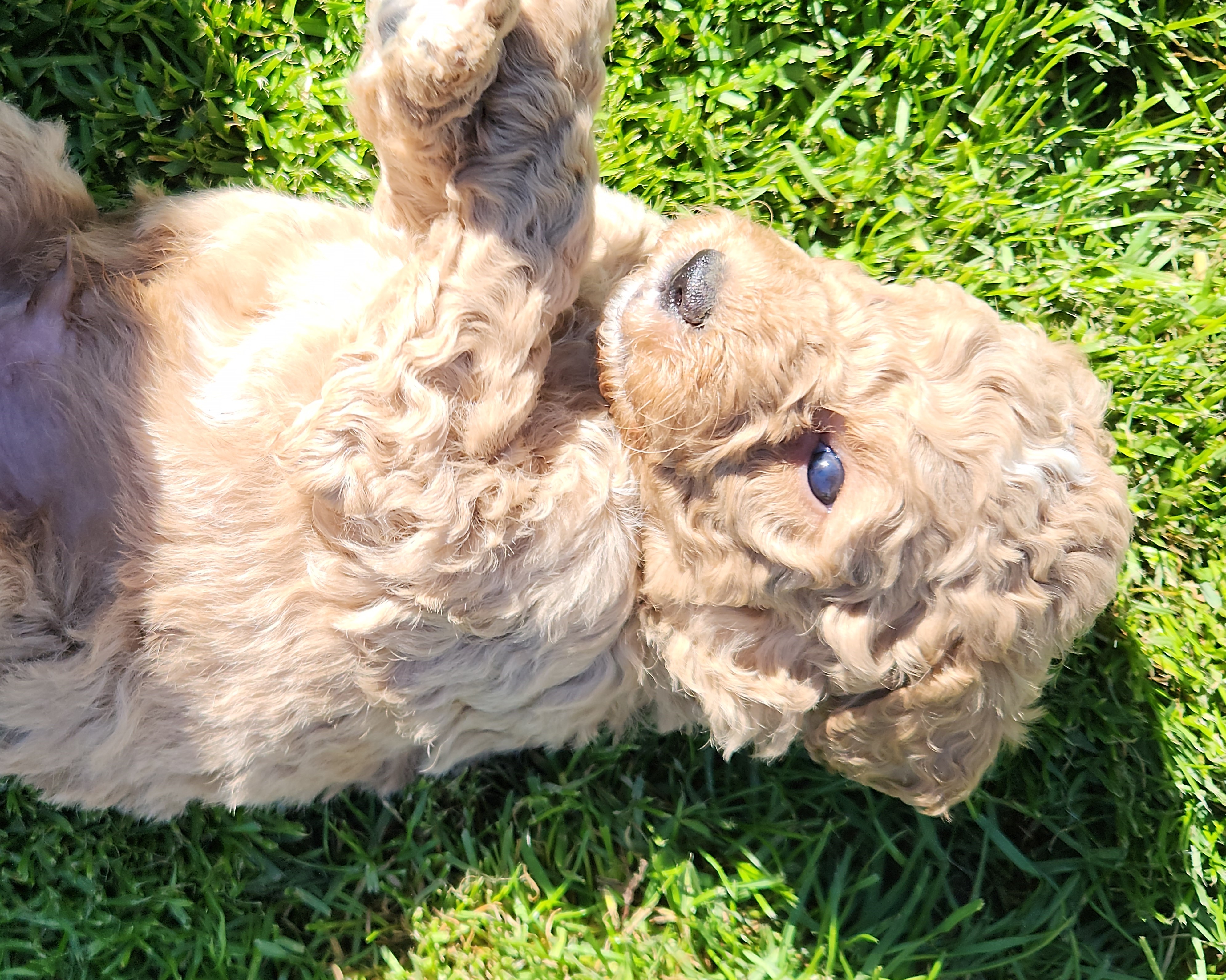 labradoodle