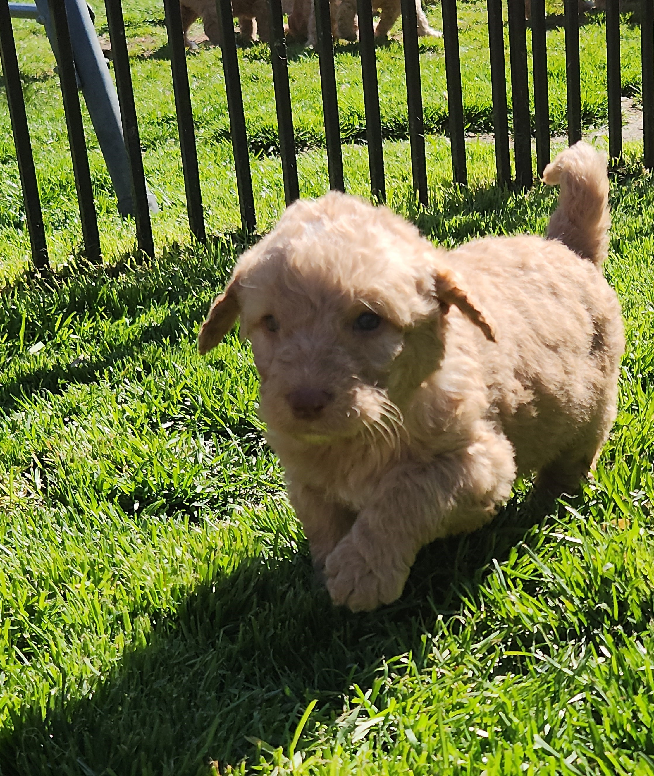 labradoodle