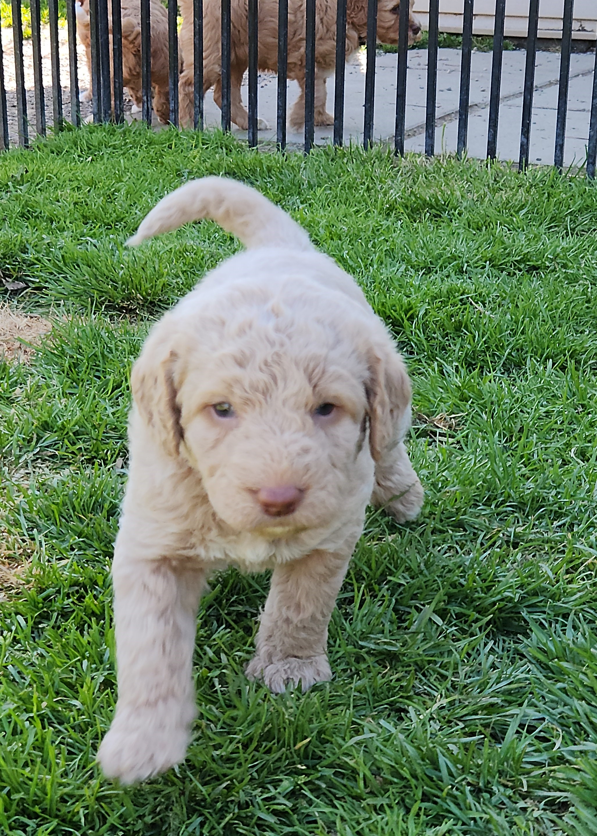 labradoodle