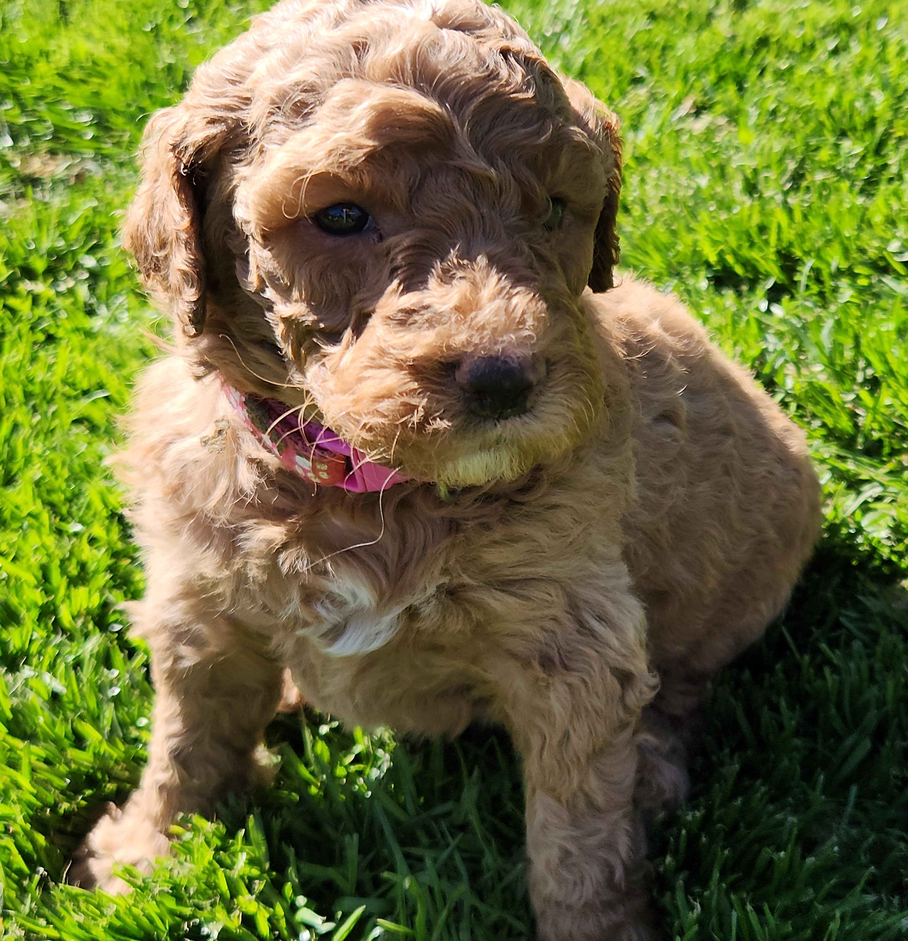 labradoodle