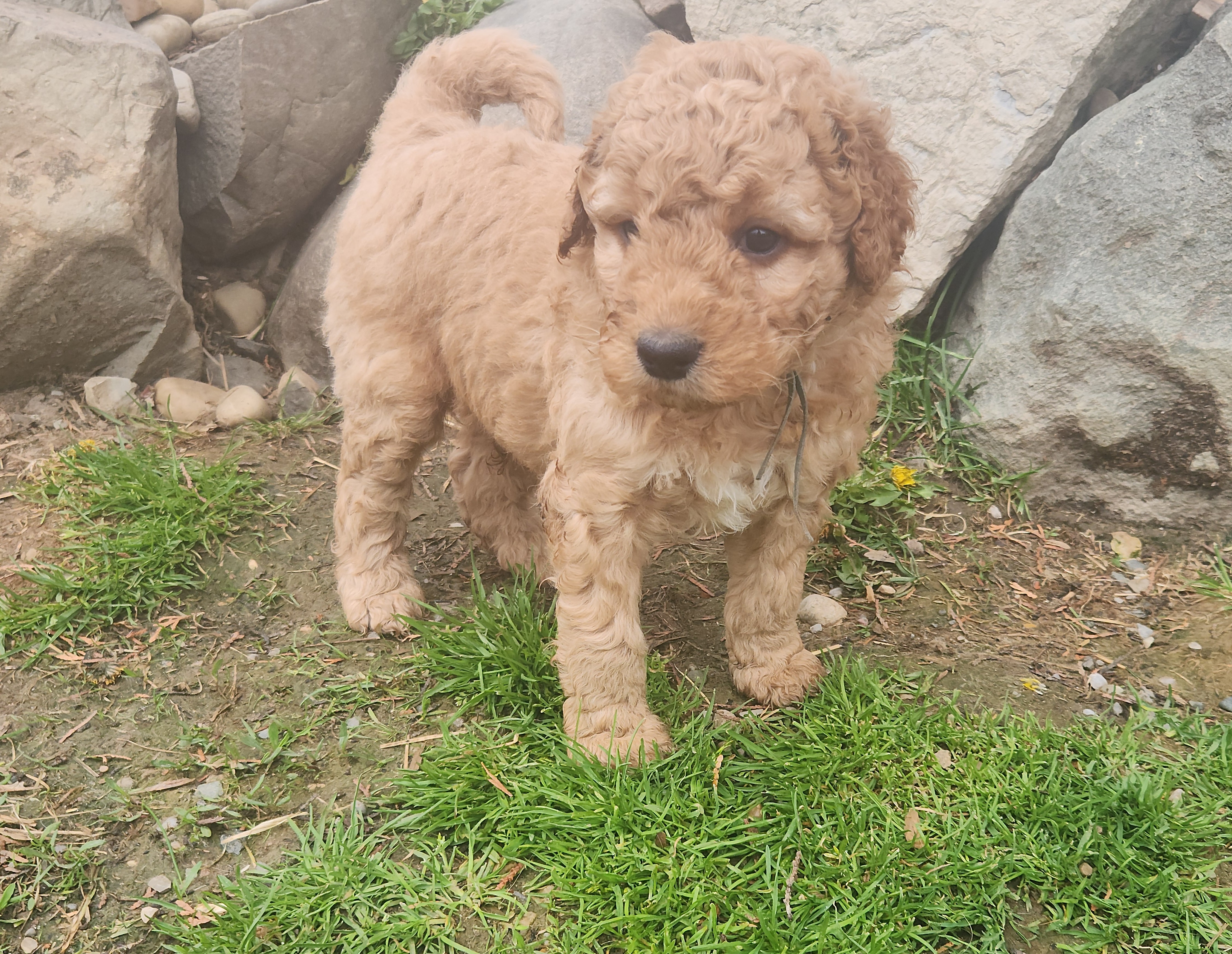 labradoodle