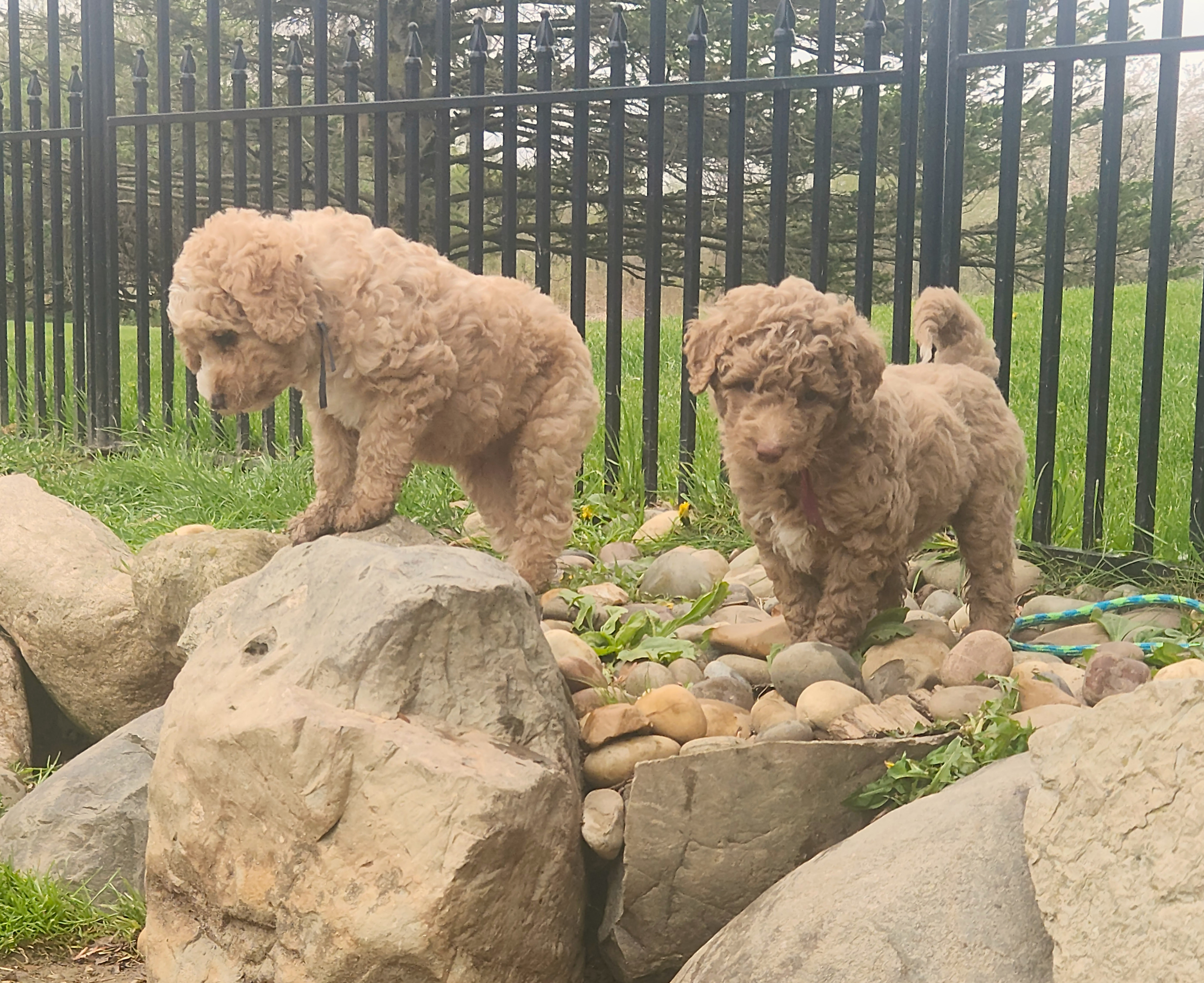 labradoodle