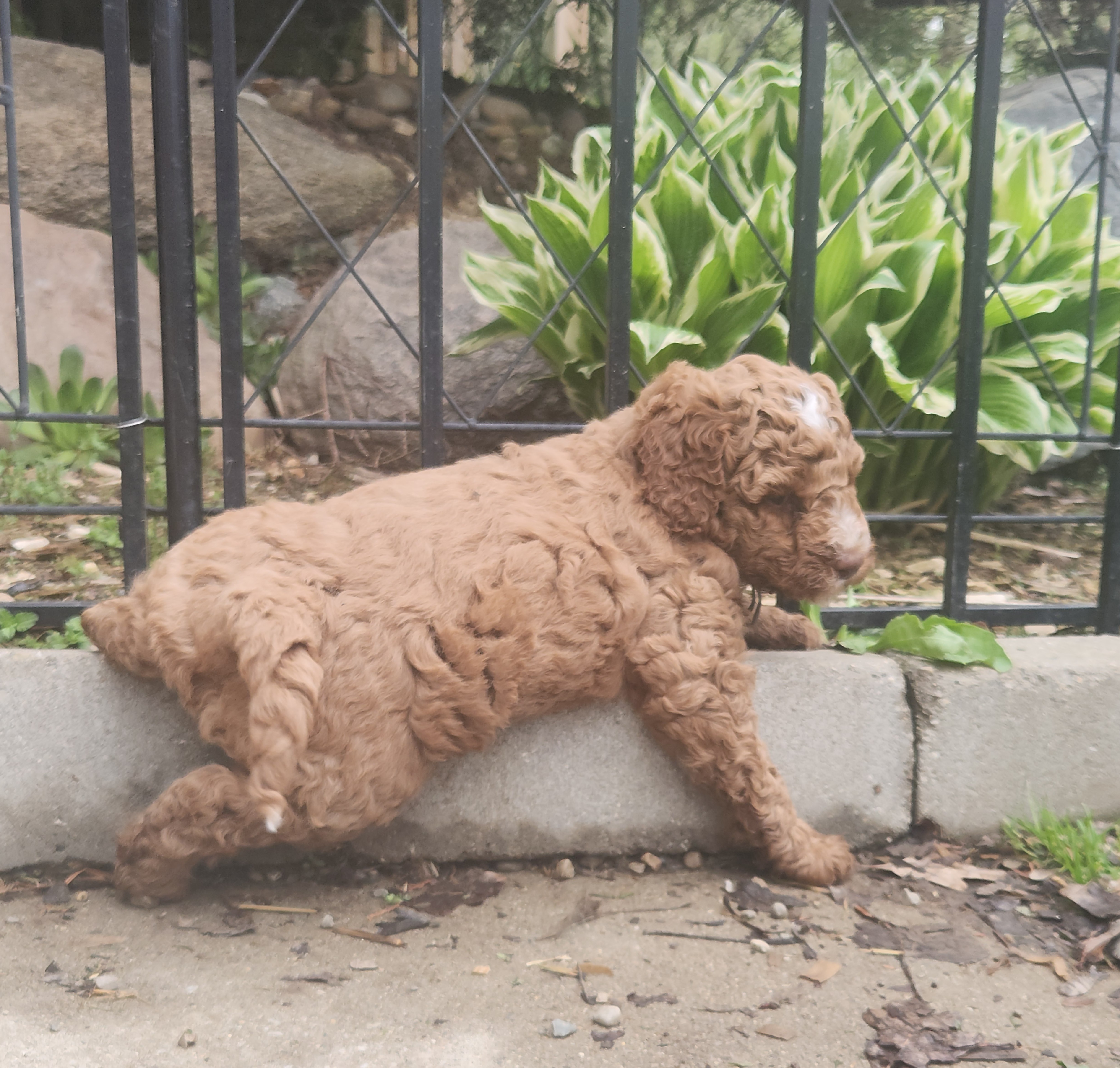 labradoodle