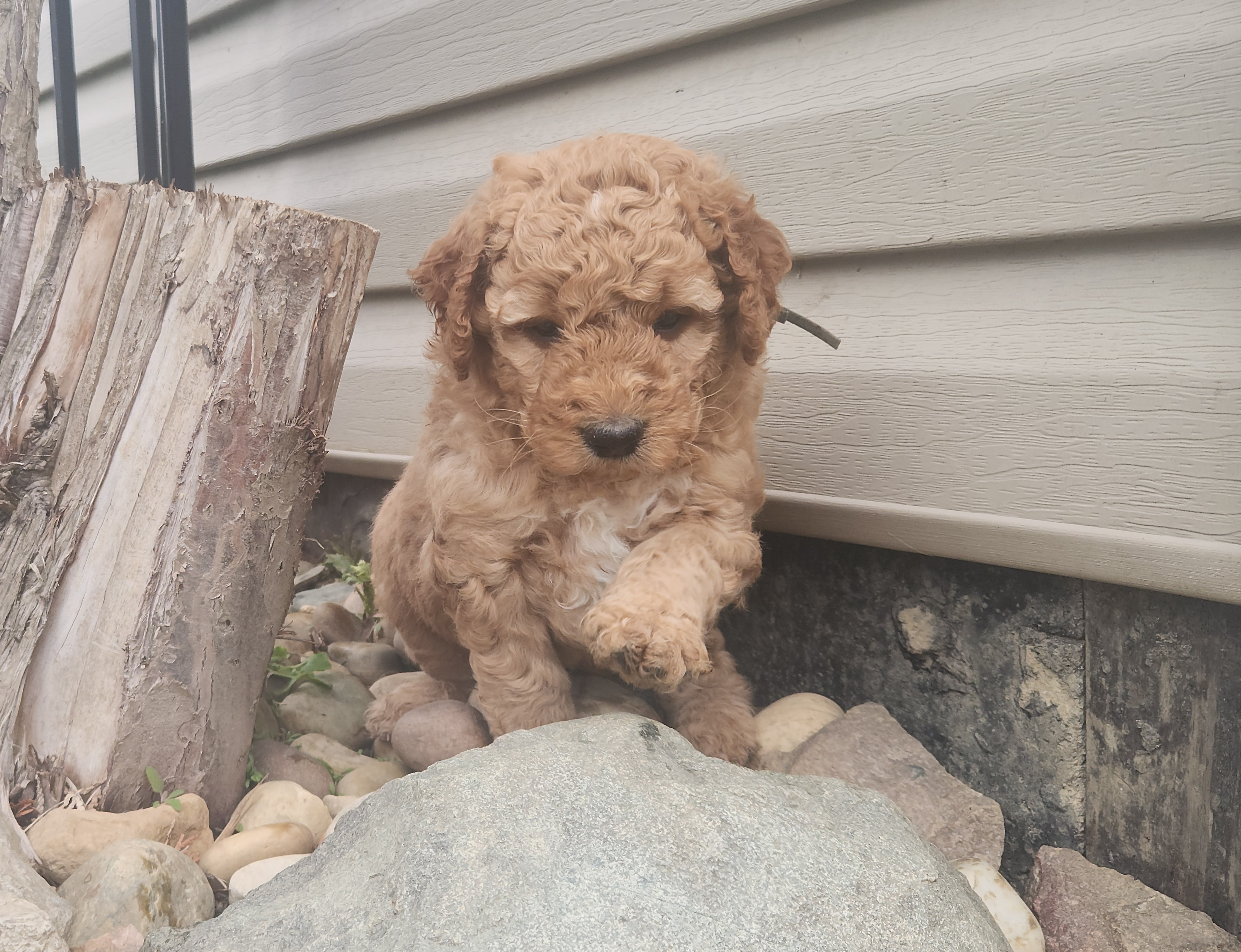 labradoodle