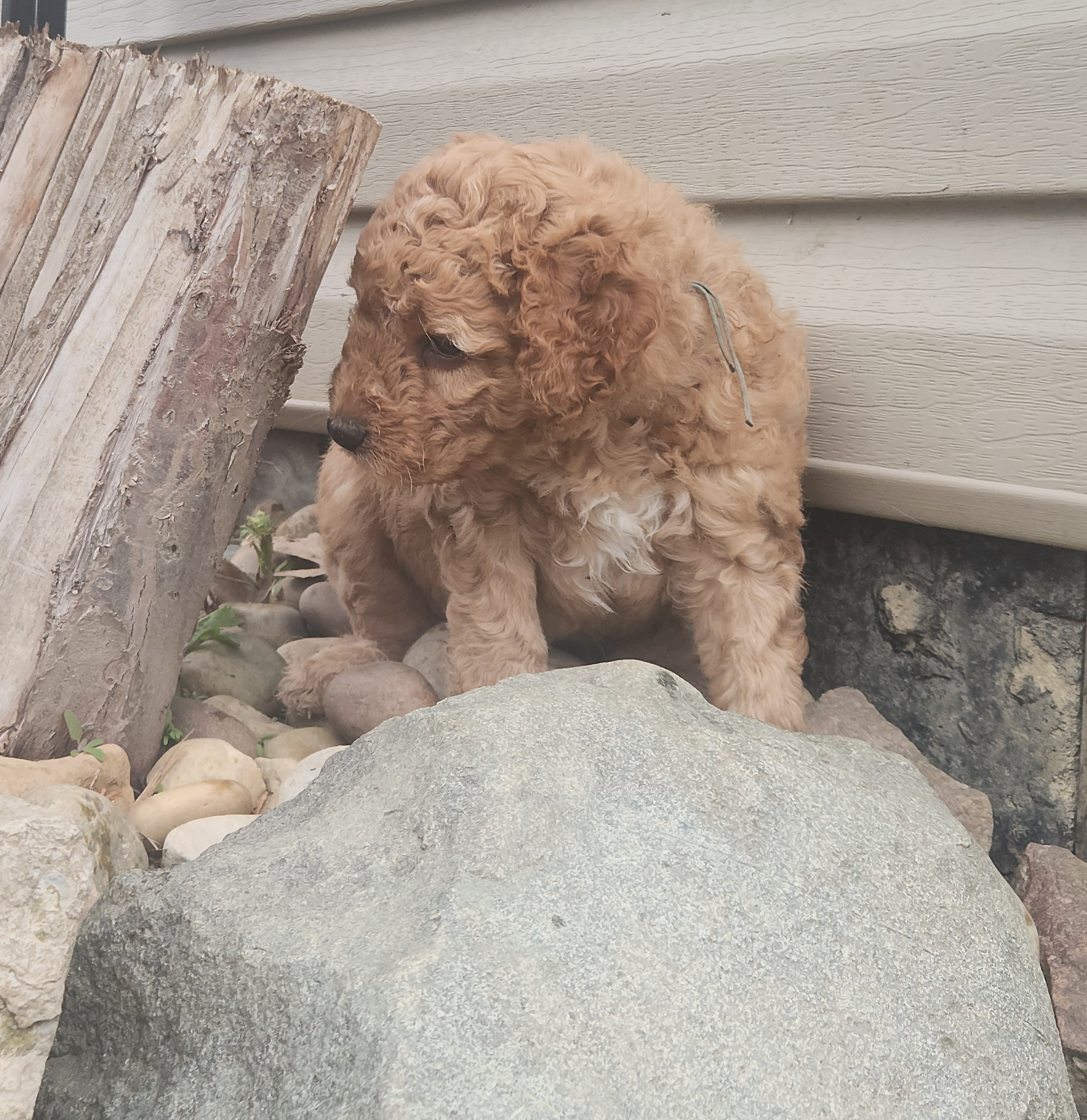 labradoodle