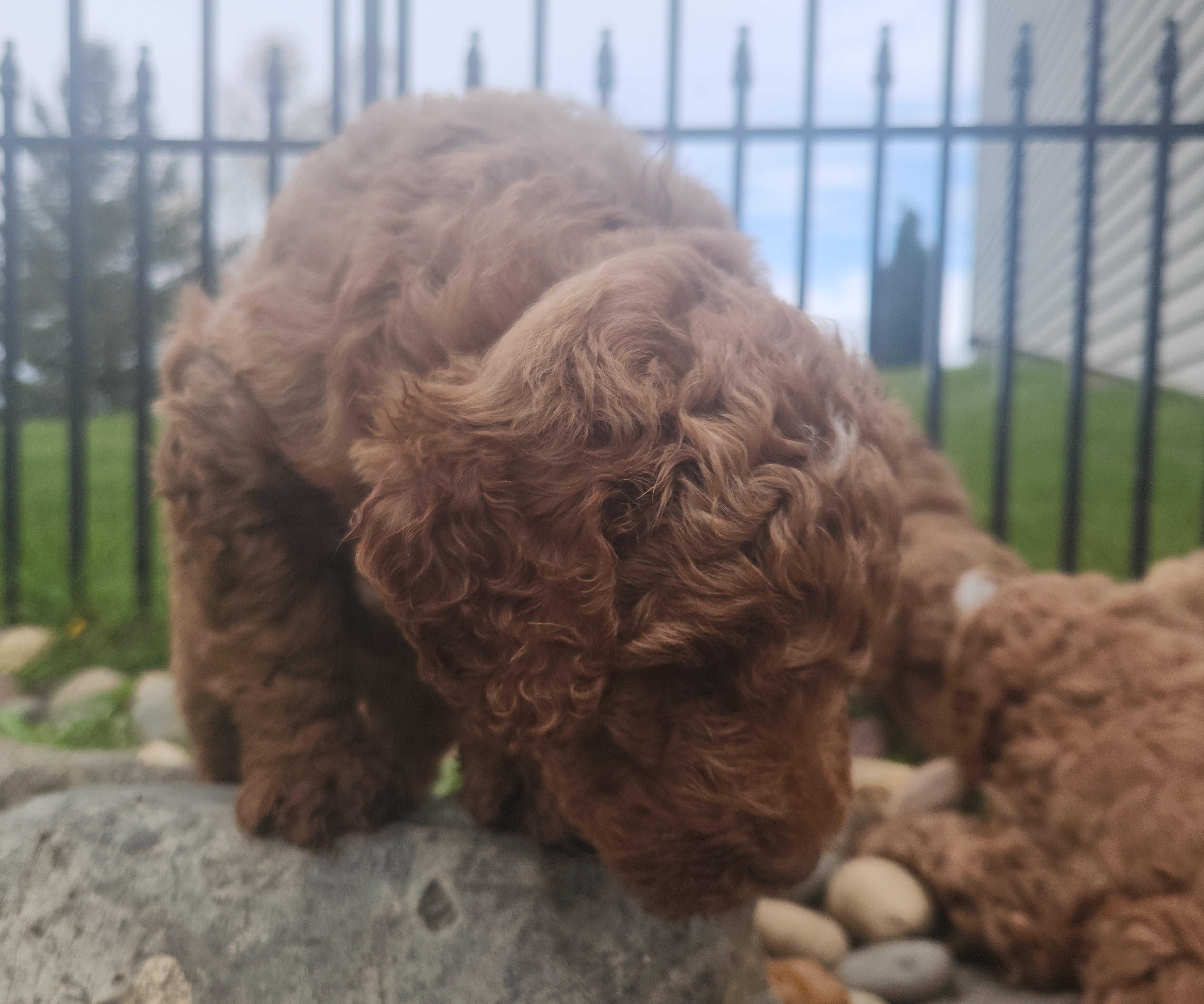 labradoodle