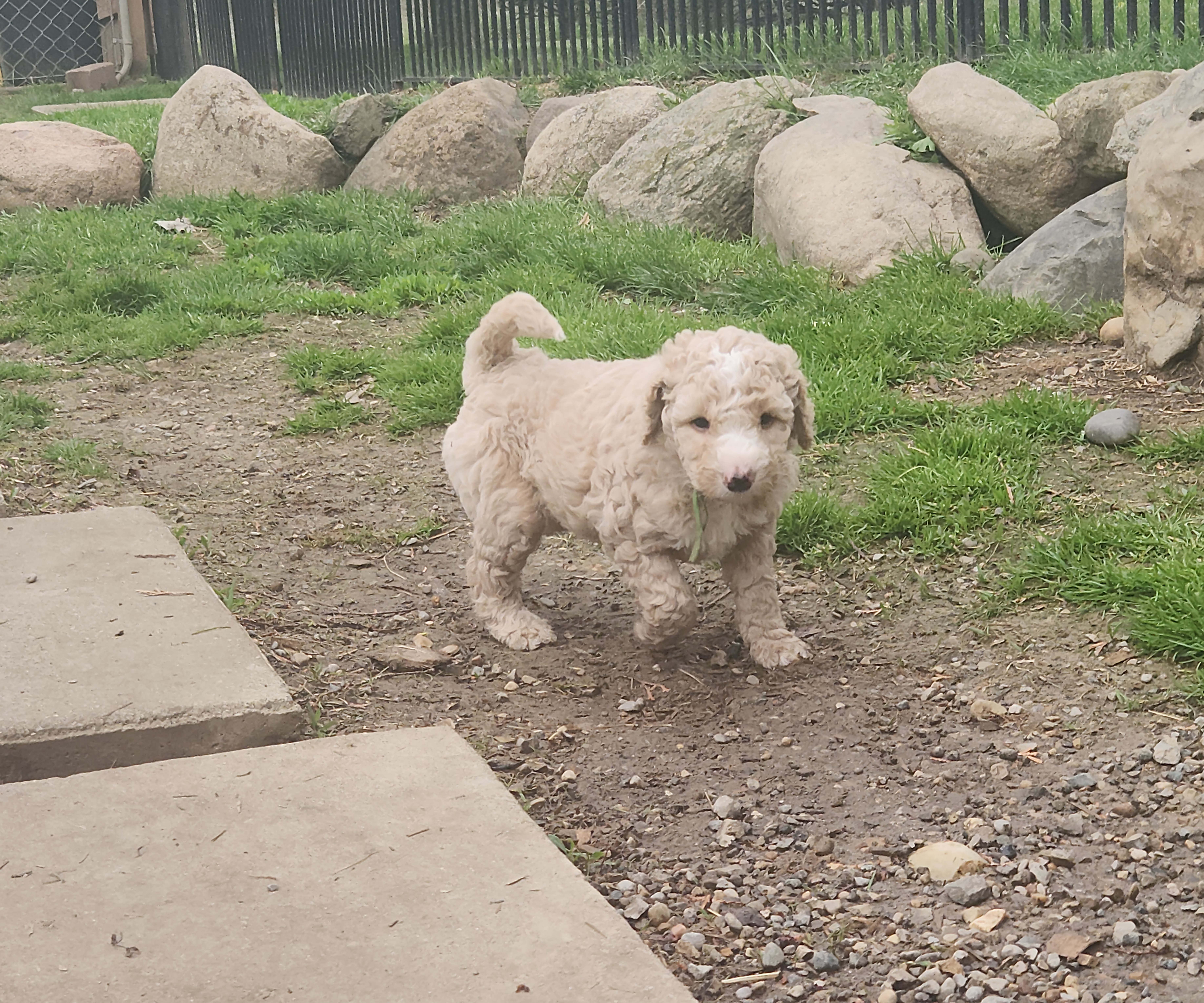 labradoodle