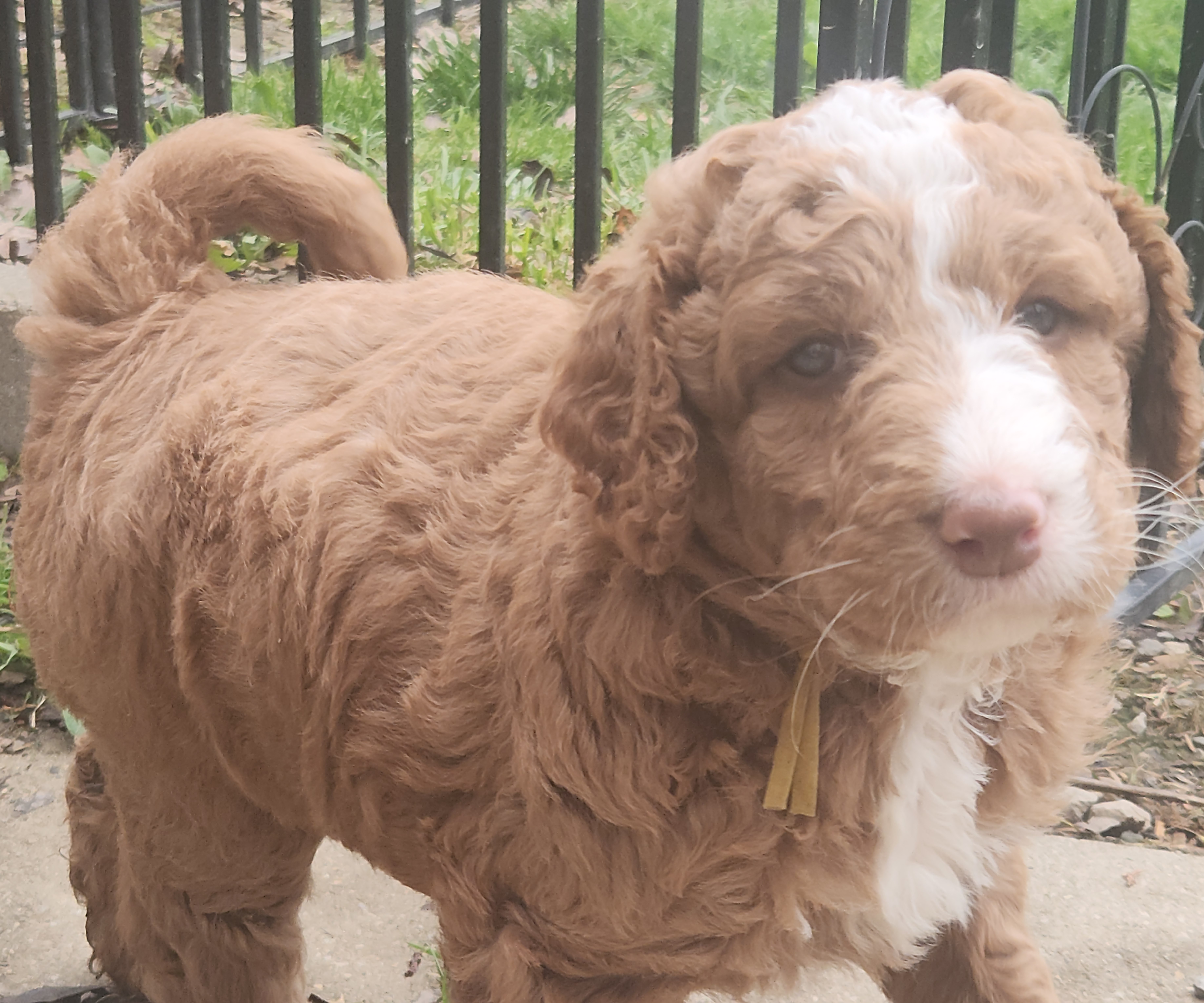 labradoodle