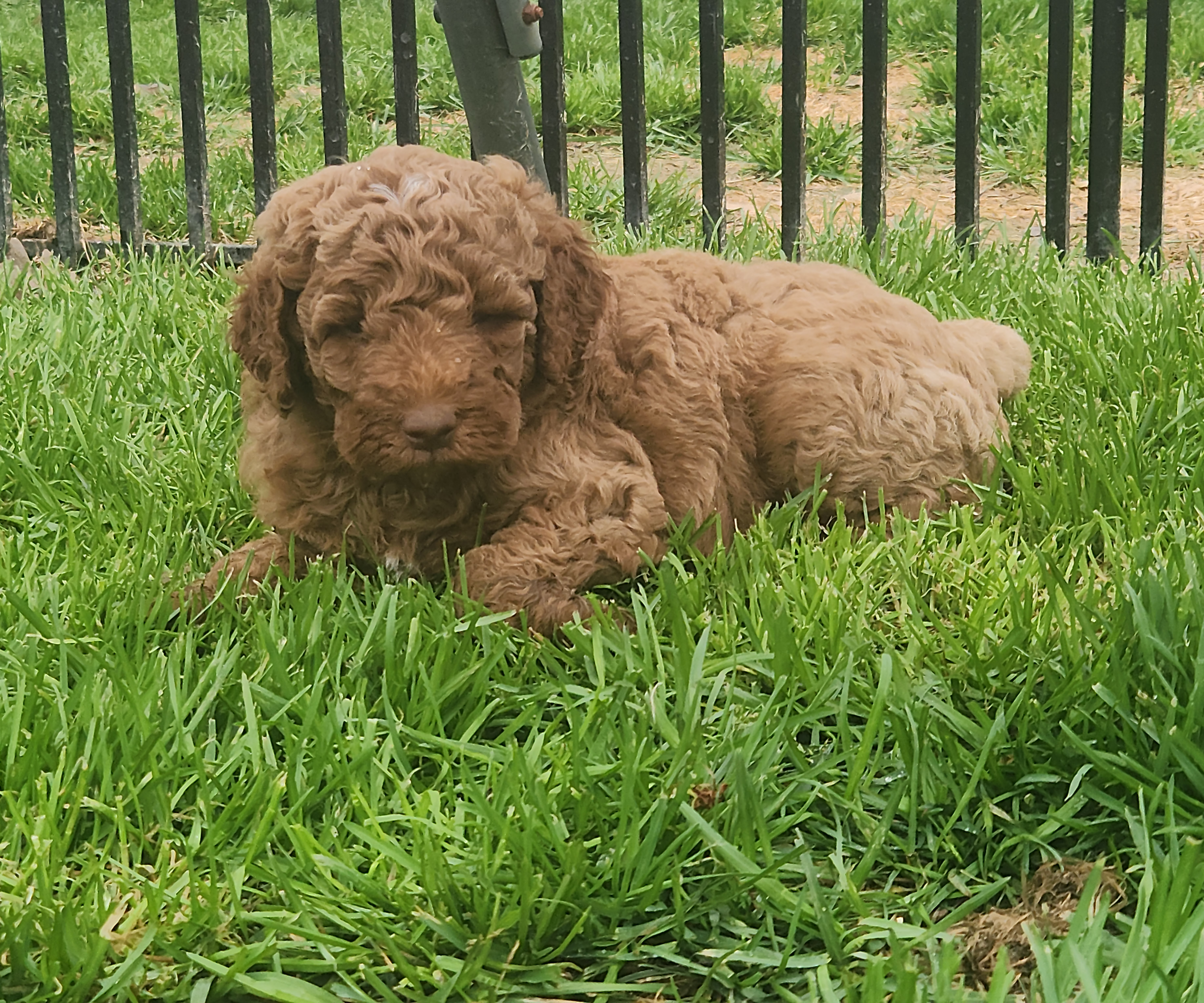 labradoodle