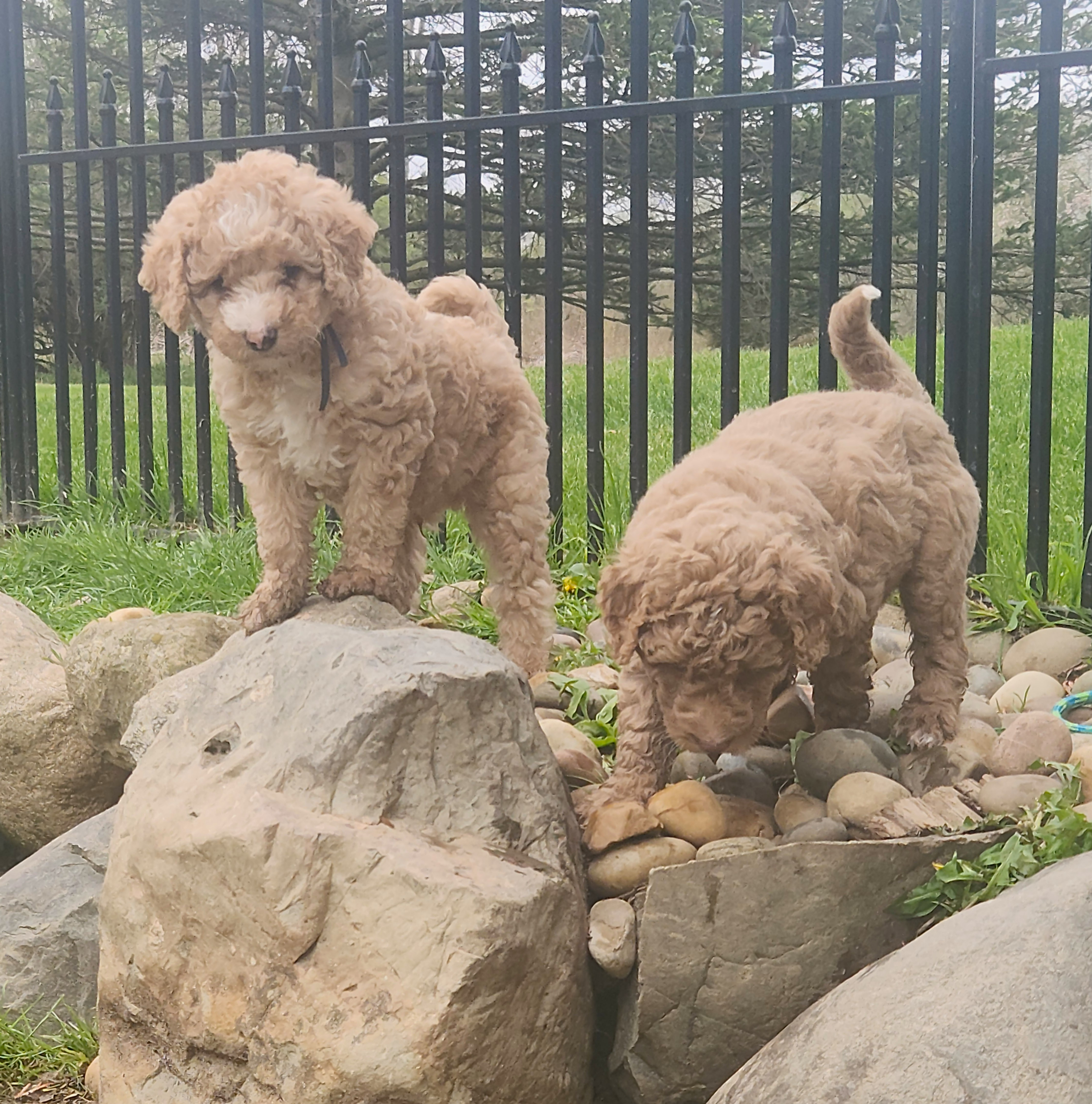 labradoodle