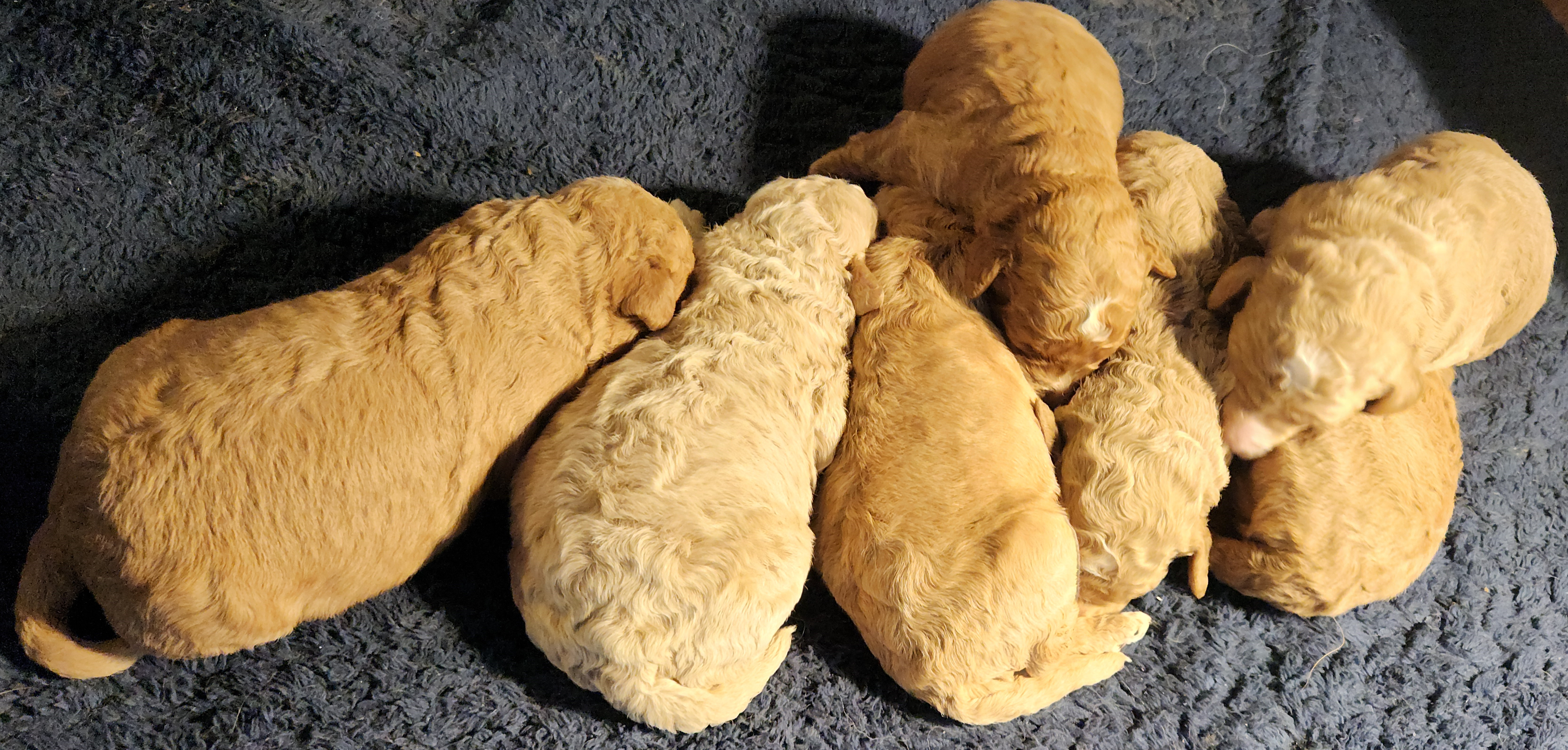 labradoodle