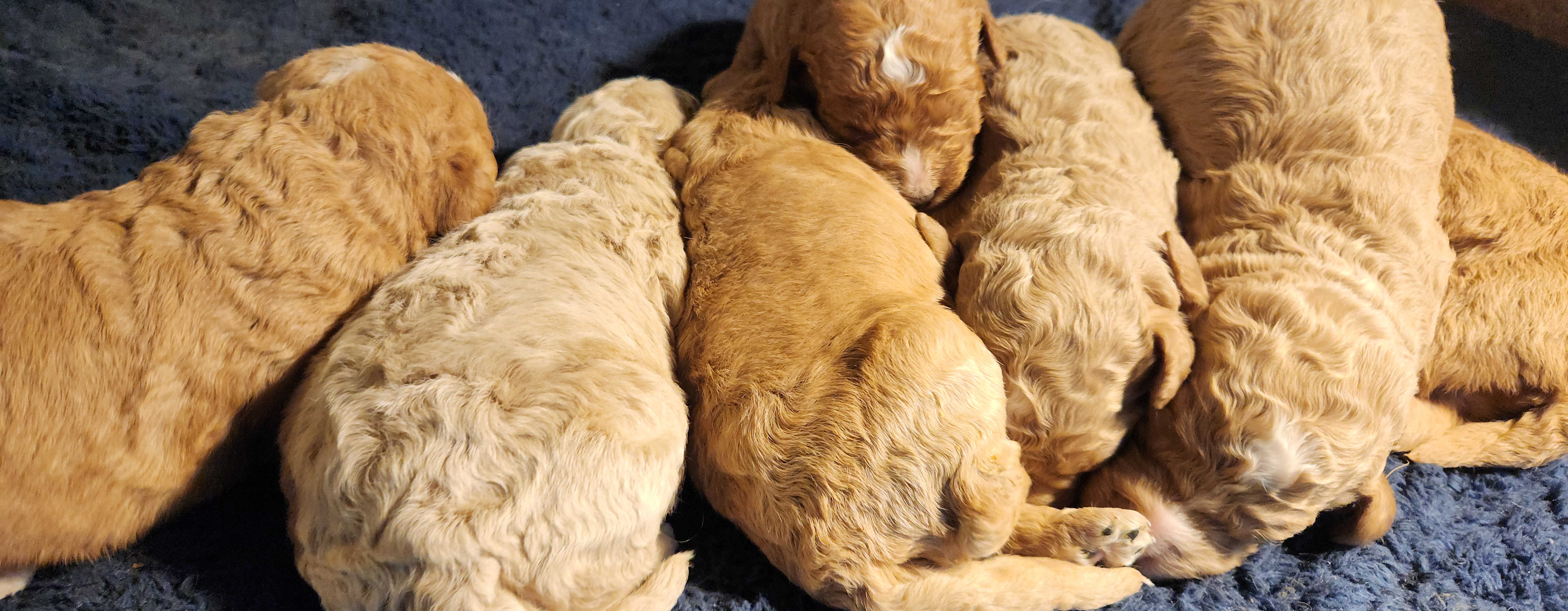 labradoodle