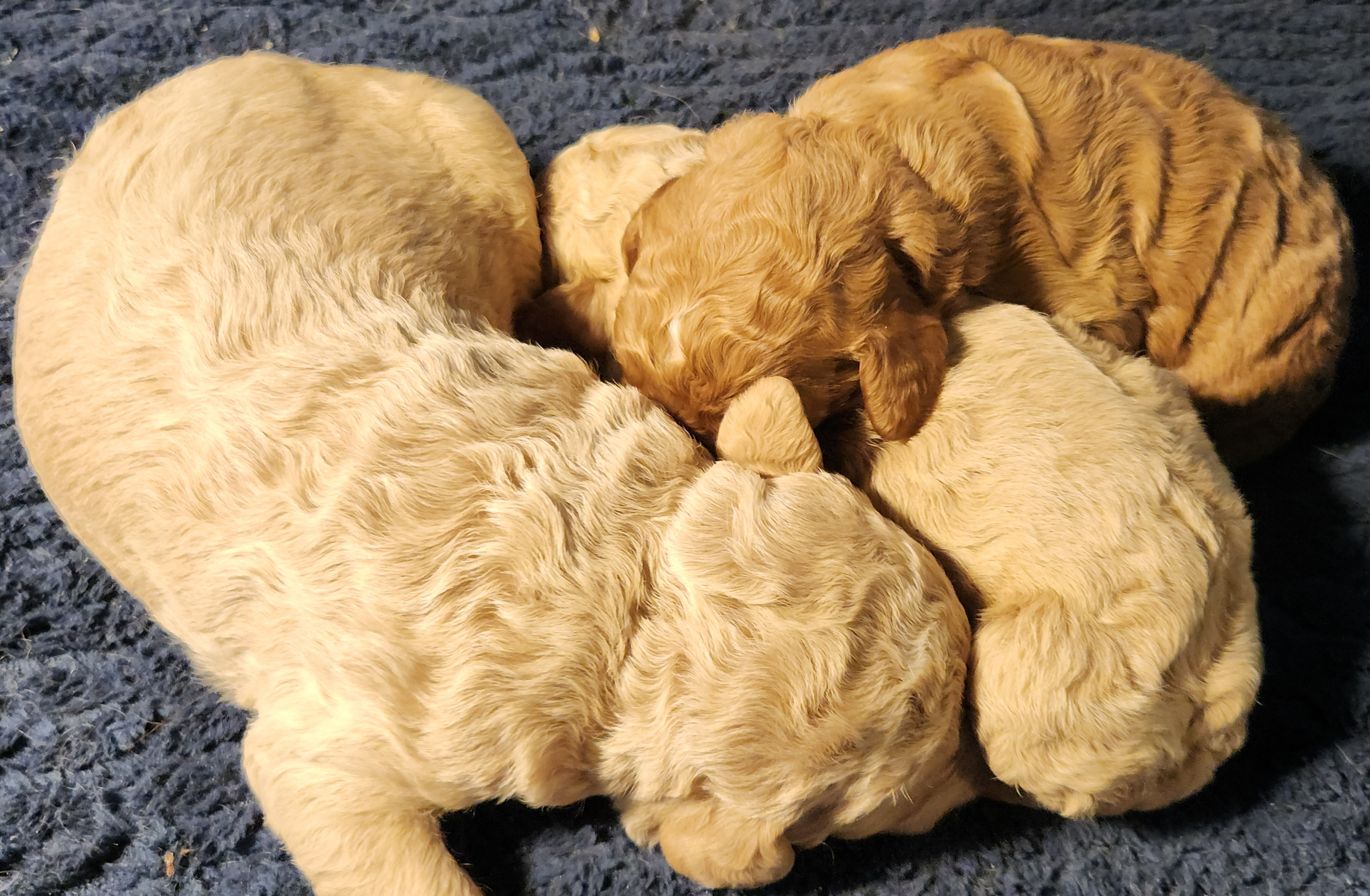 labradoodle