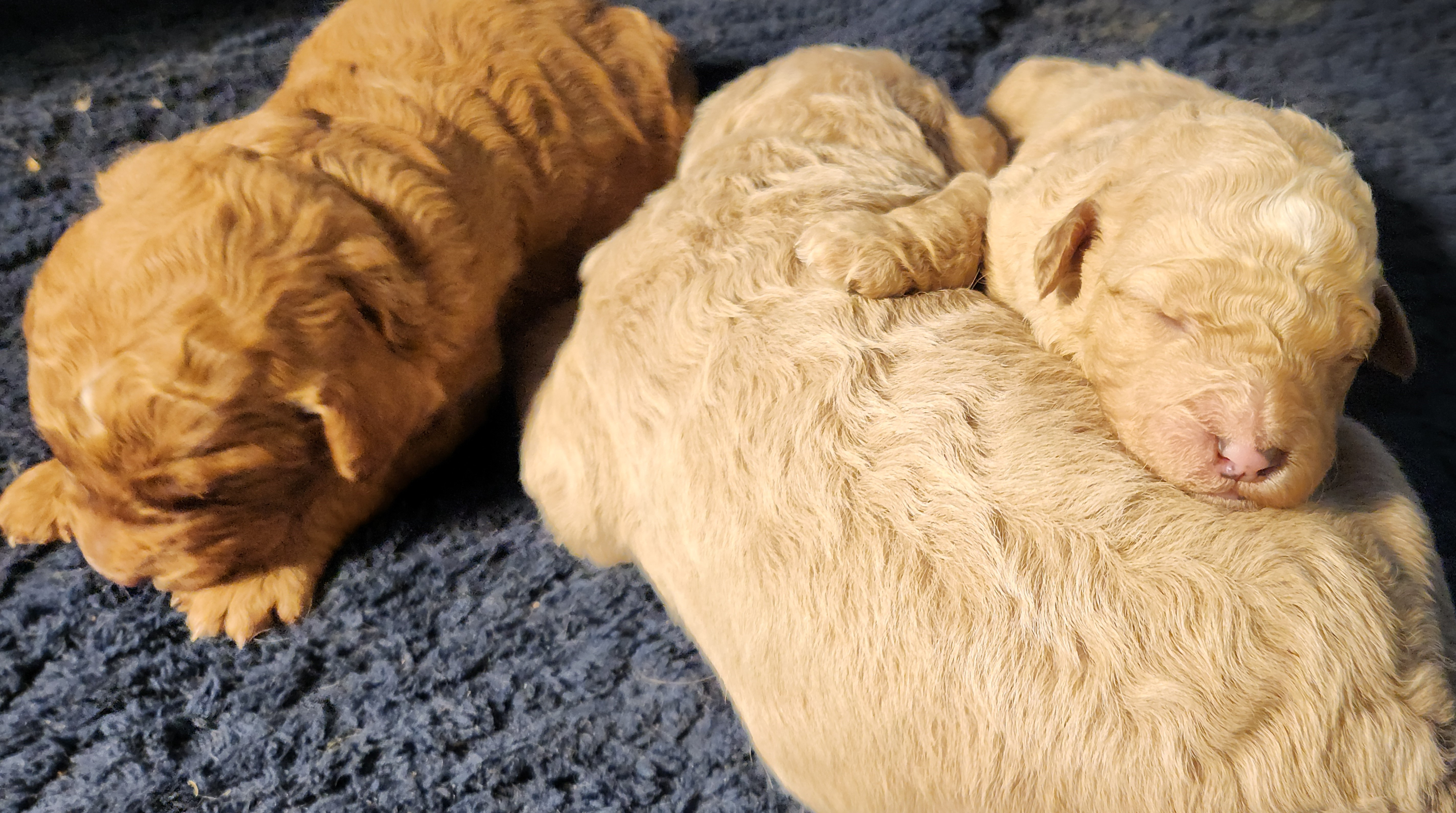 labradoodle