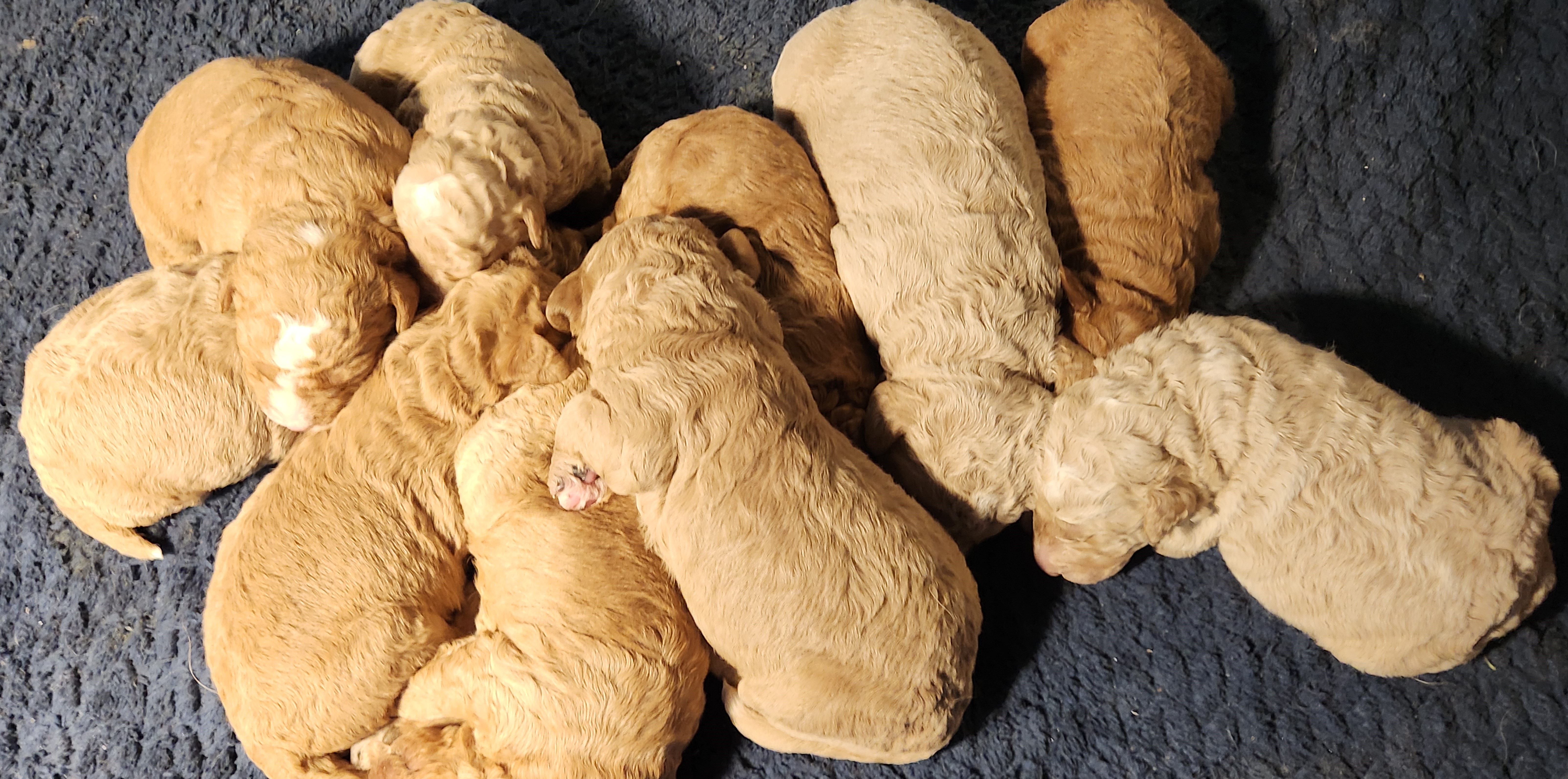 labradoodle