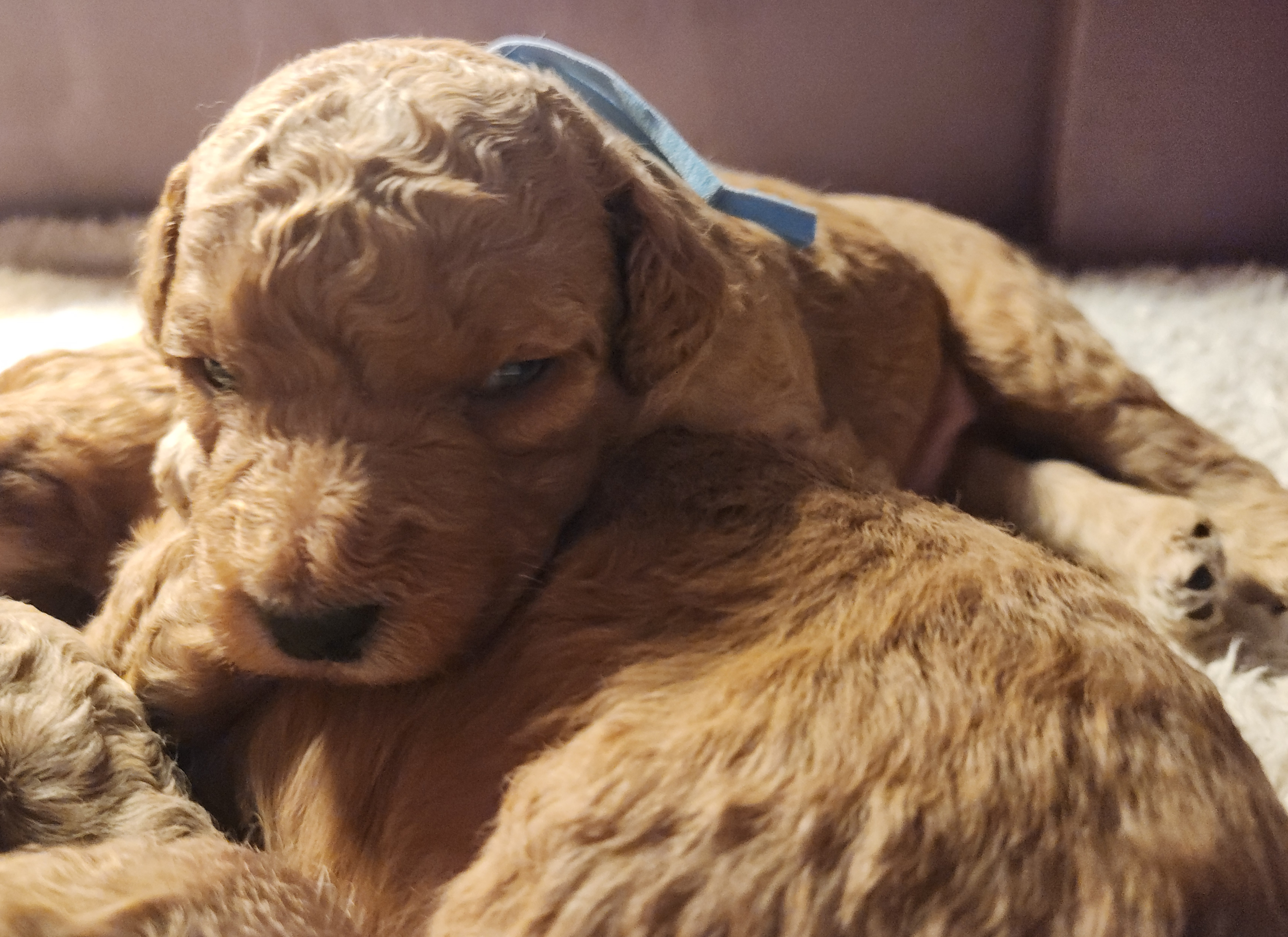 labradoodle