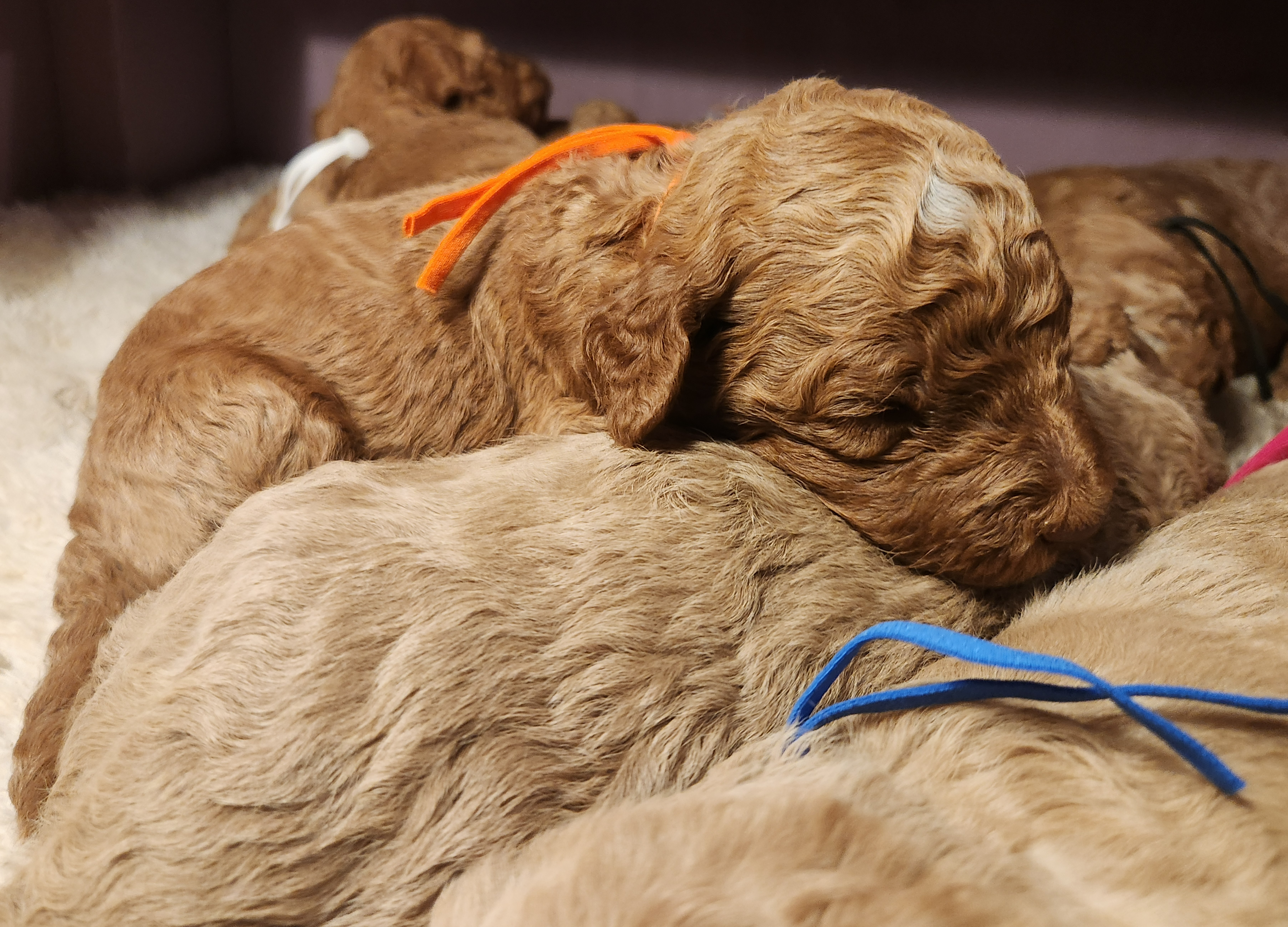 labradoodle