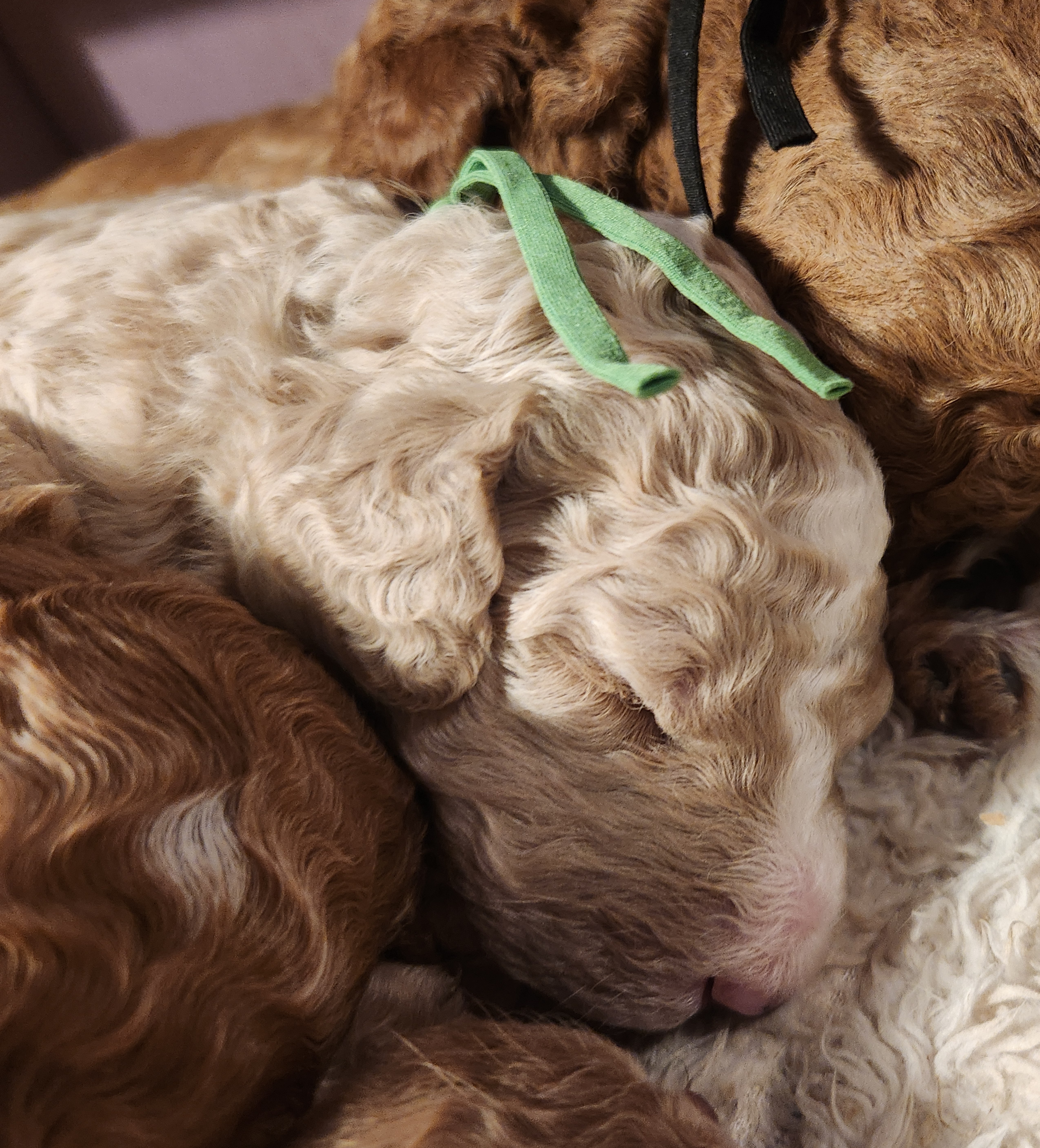 labradoodle