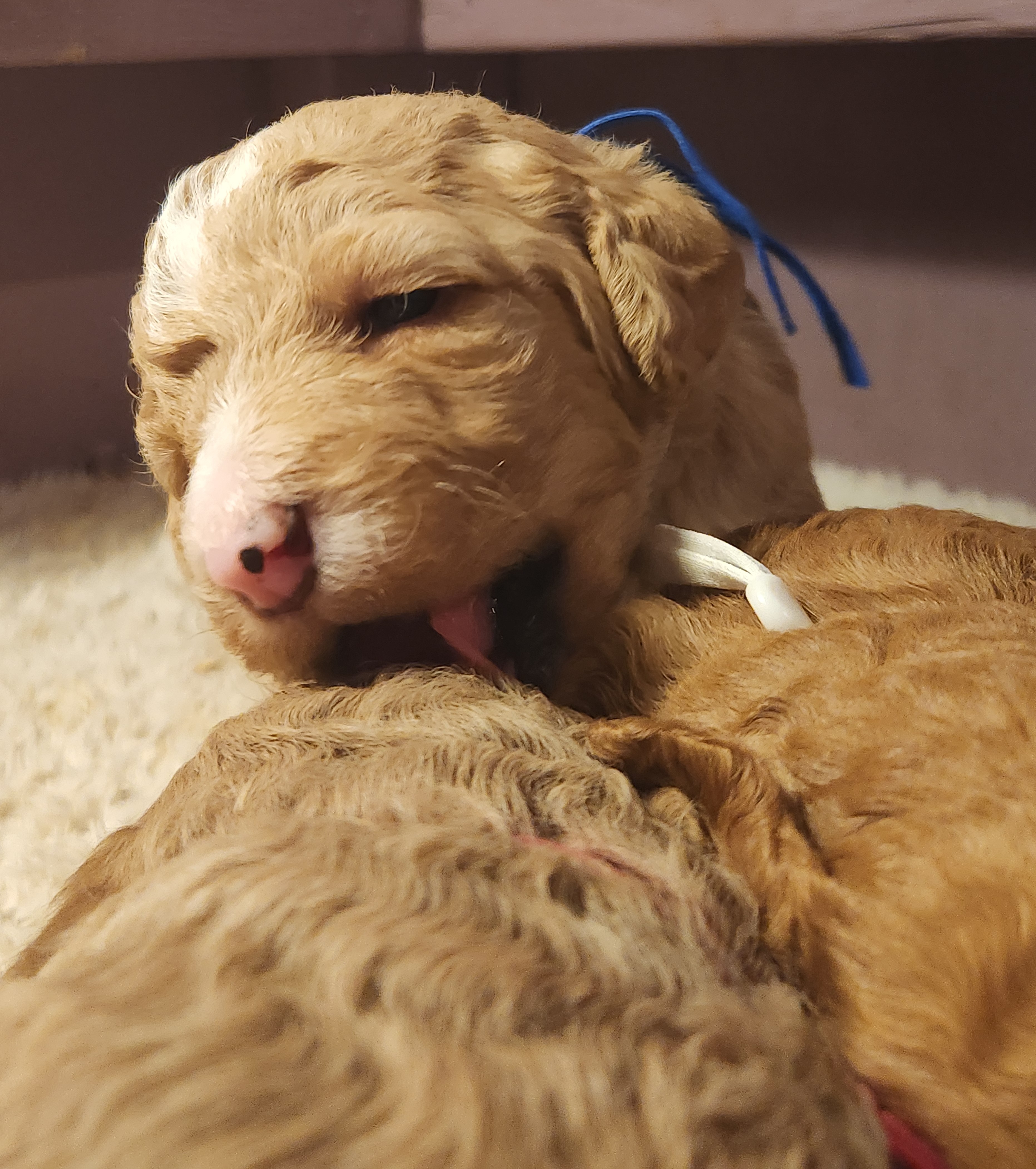 labradoodle
