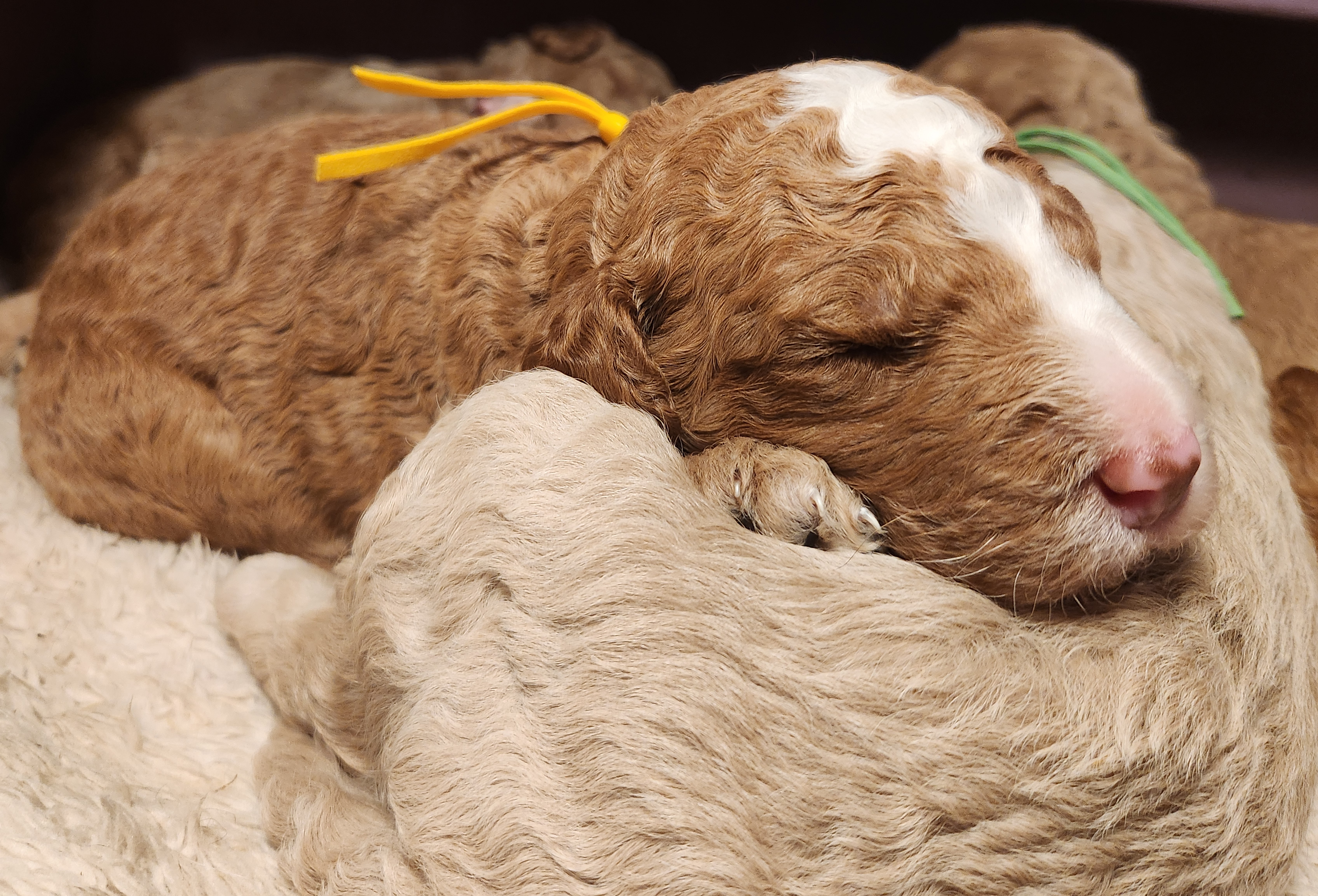 labradoodle