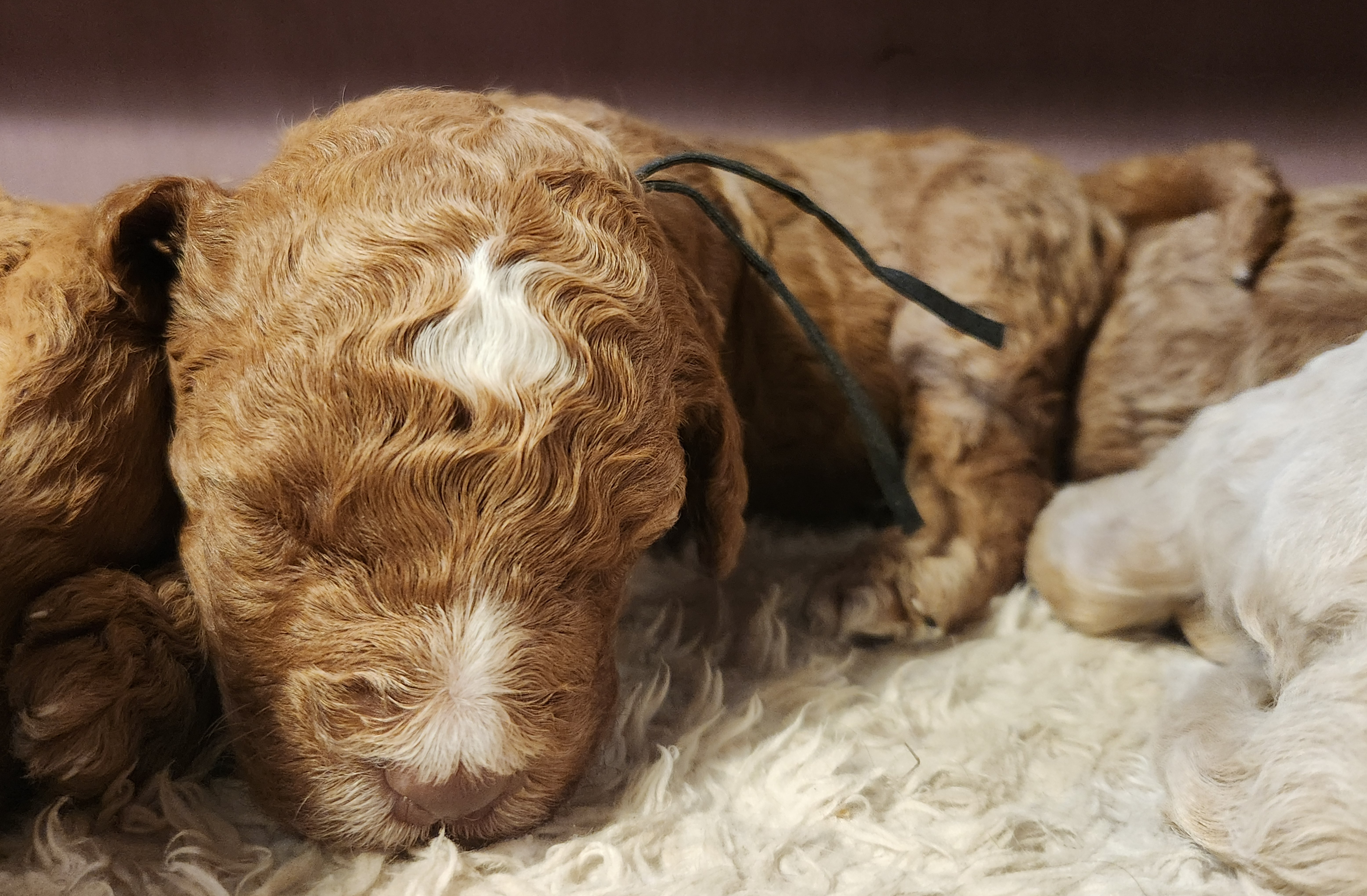 labradoodle