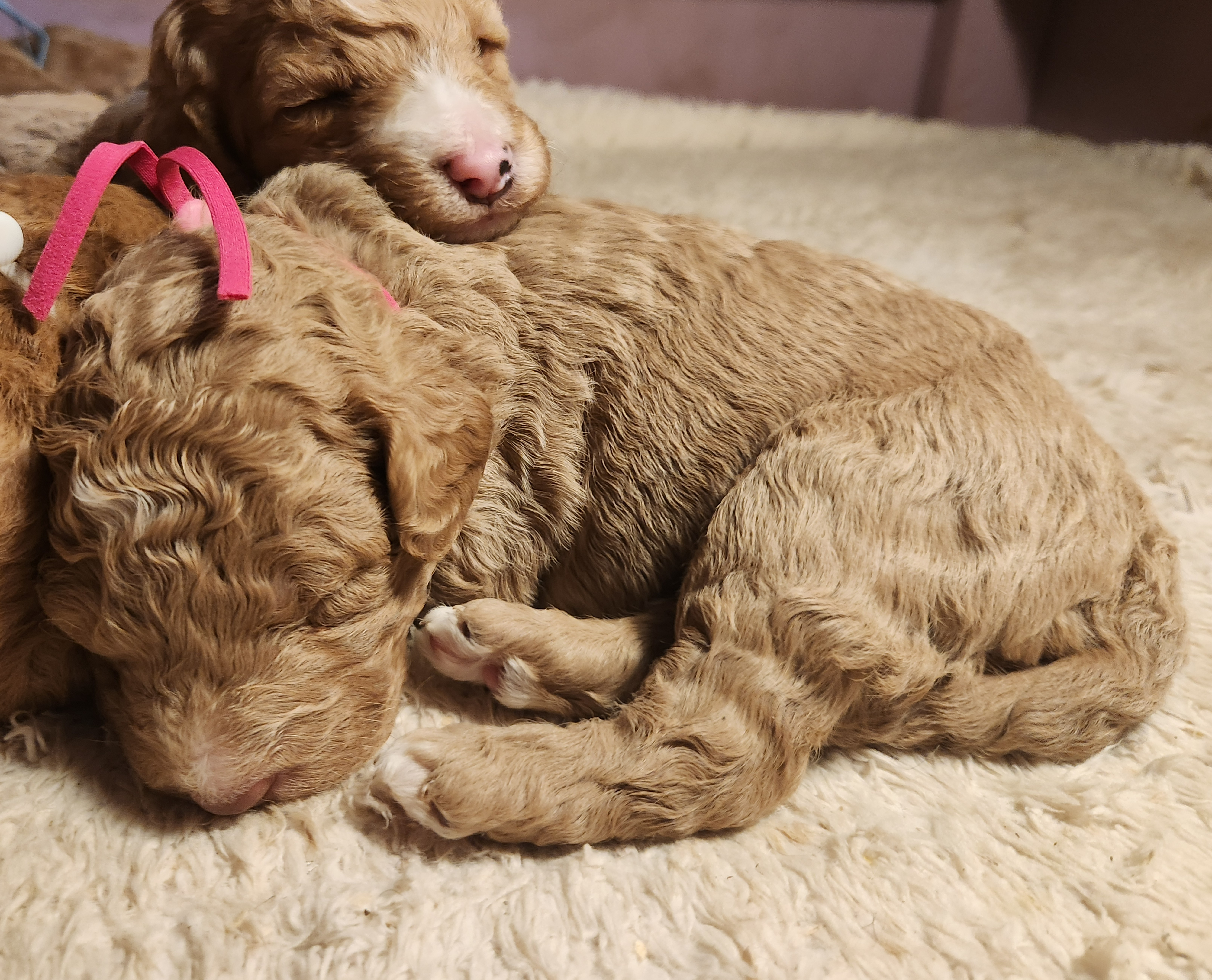 labradoodle