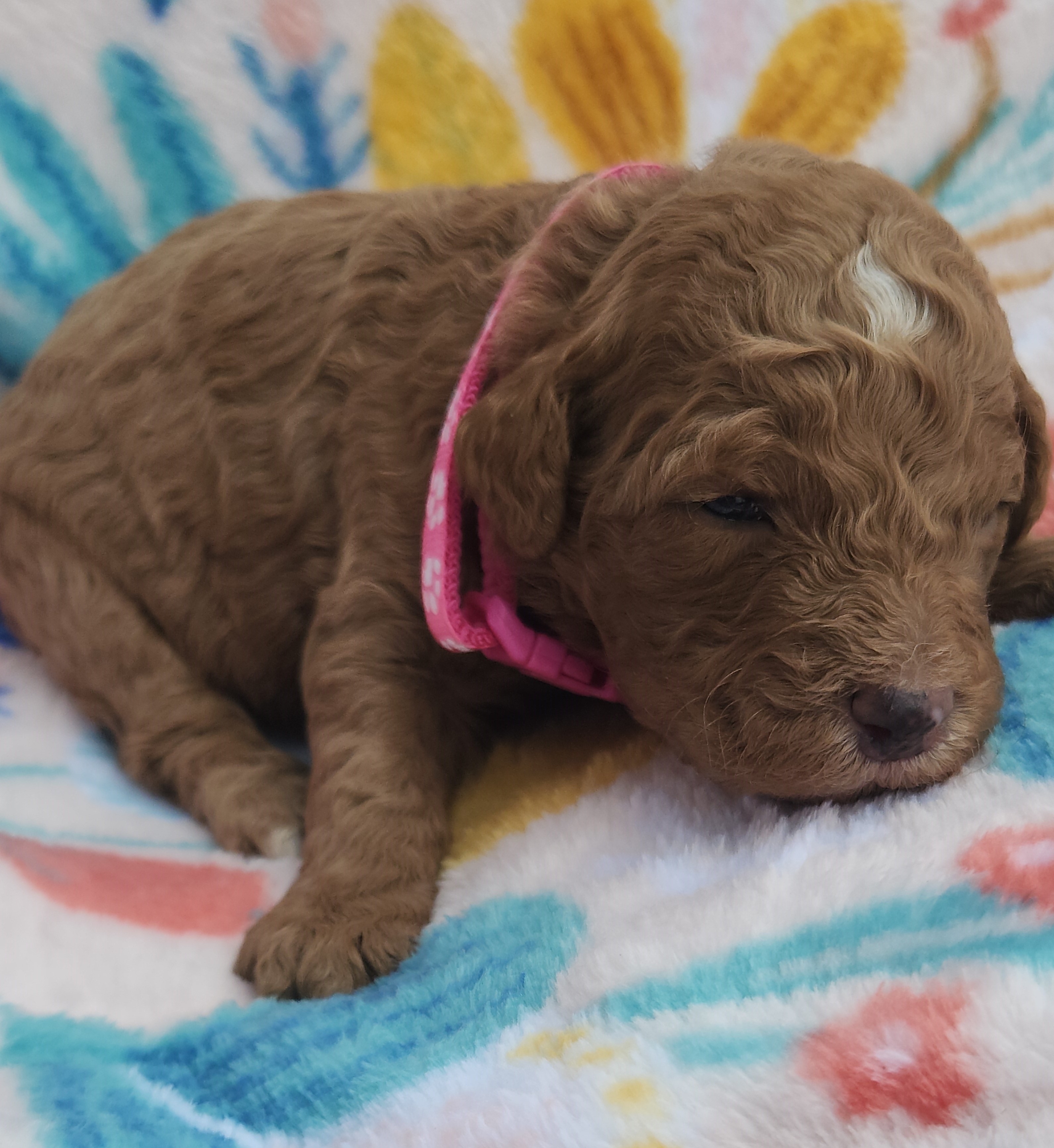 labradoodle