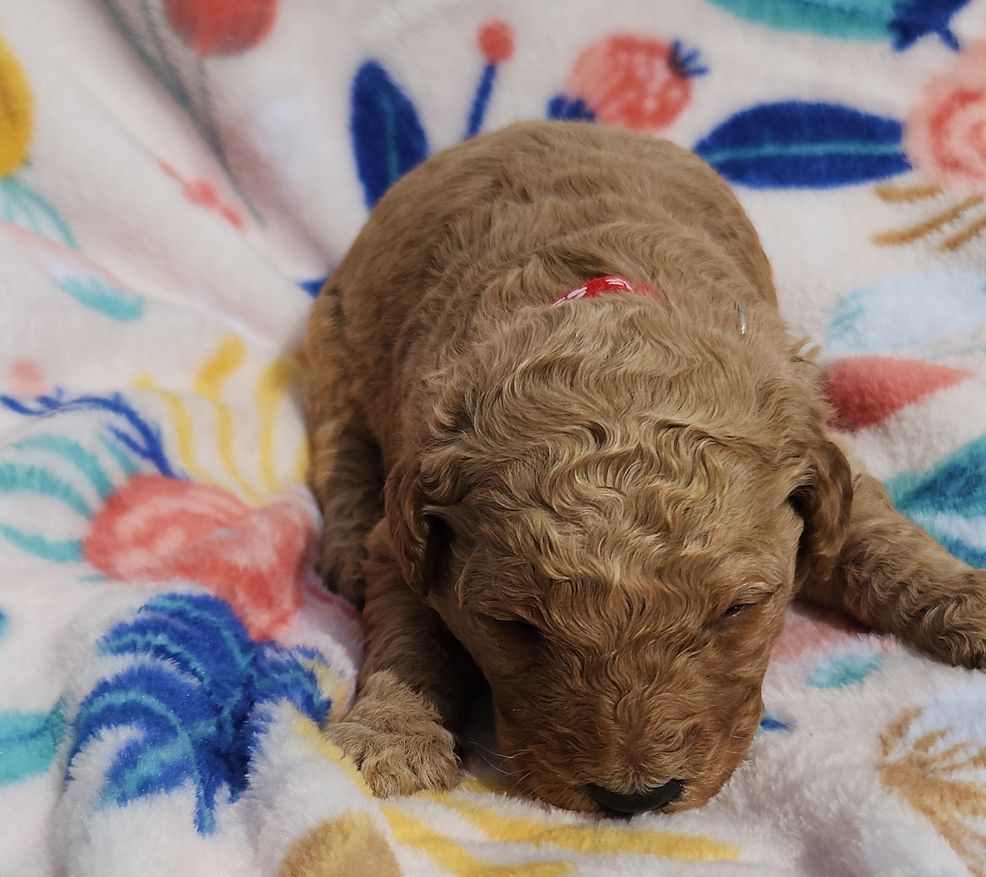 labradoodle