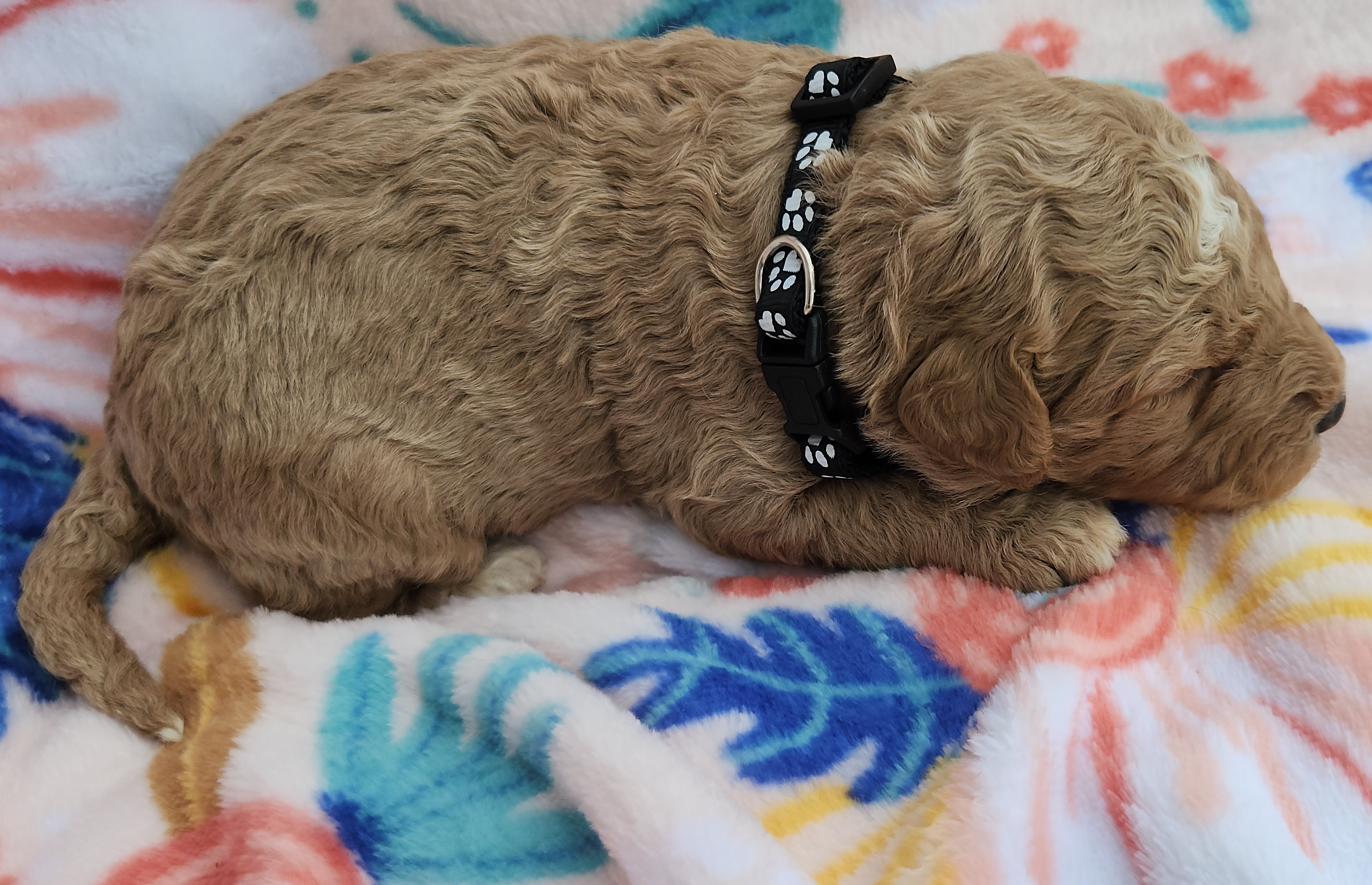 labradoodle