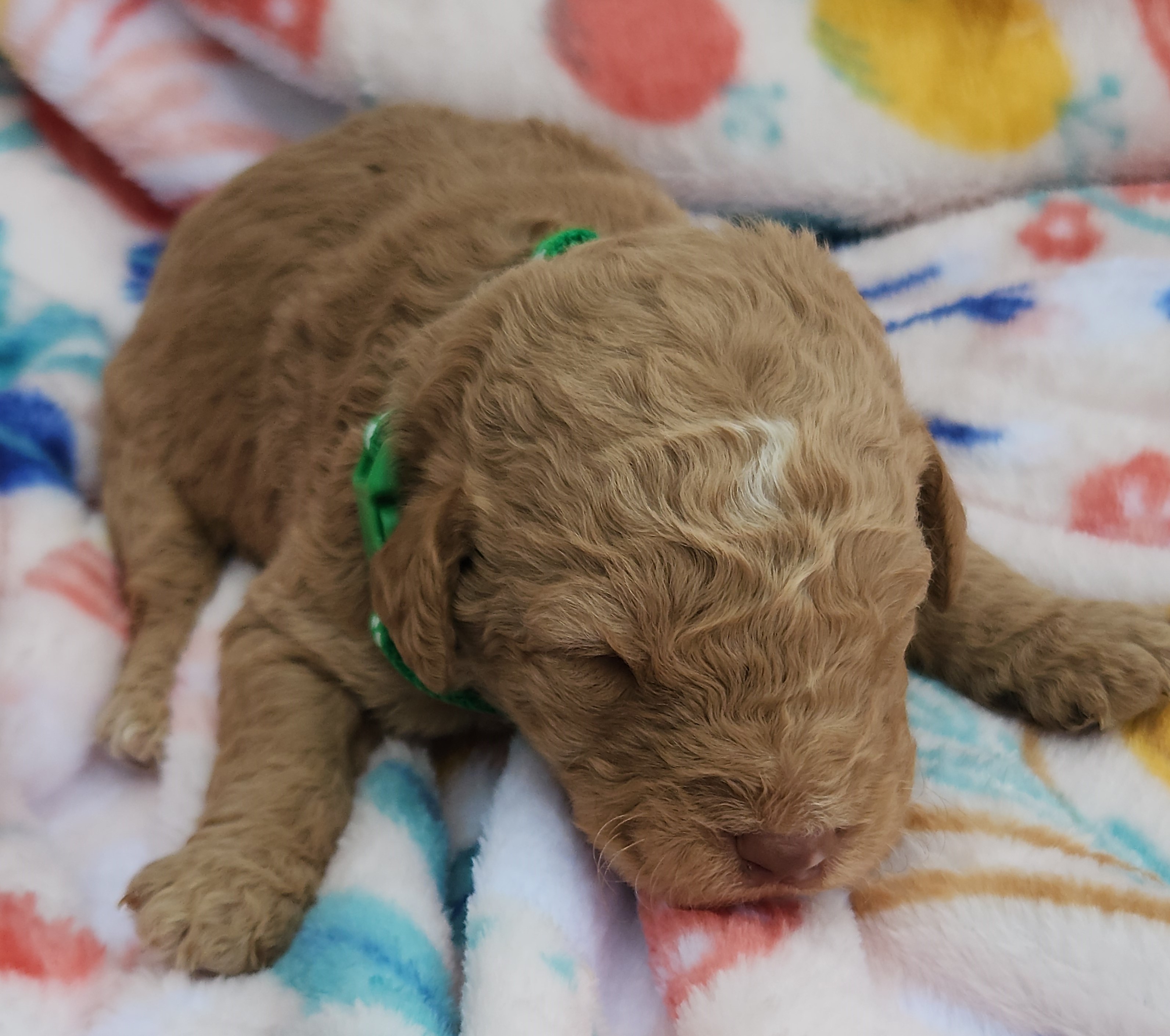 labradoodle