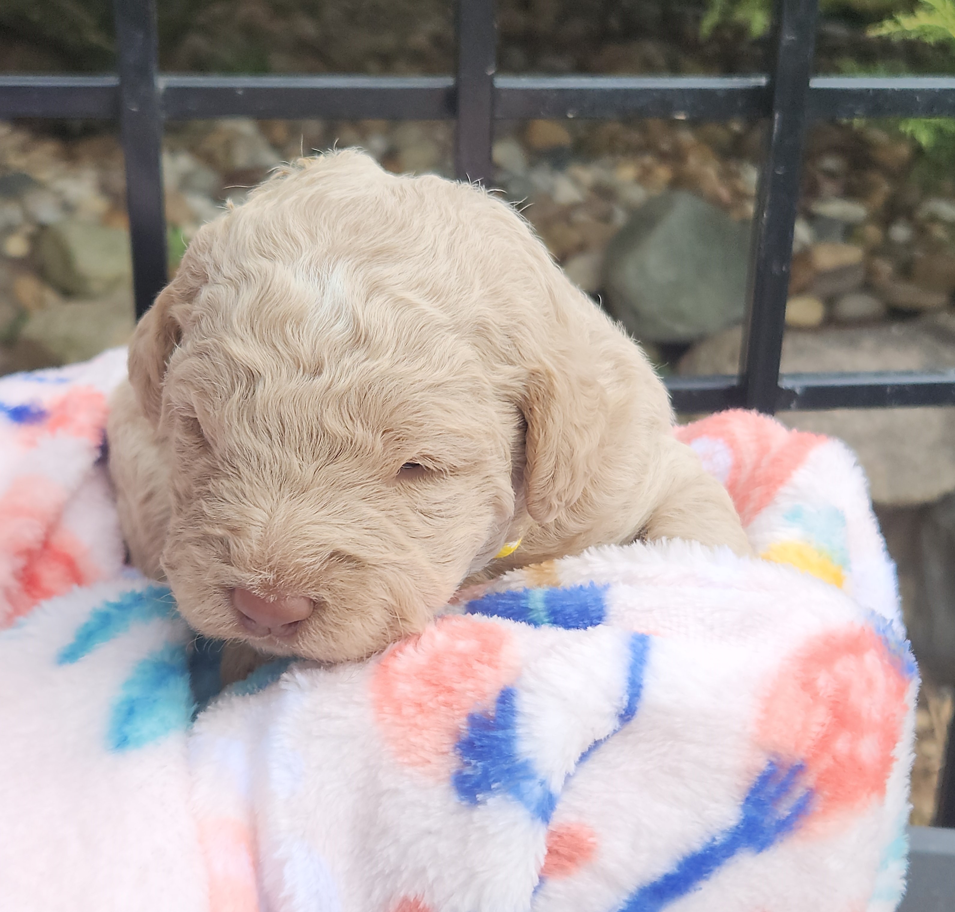labradoodle