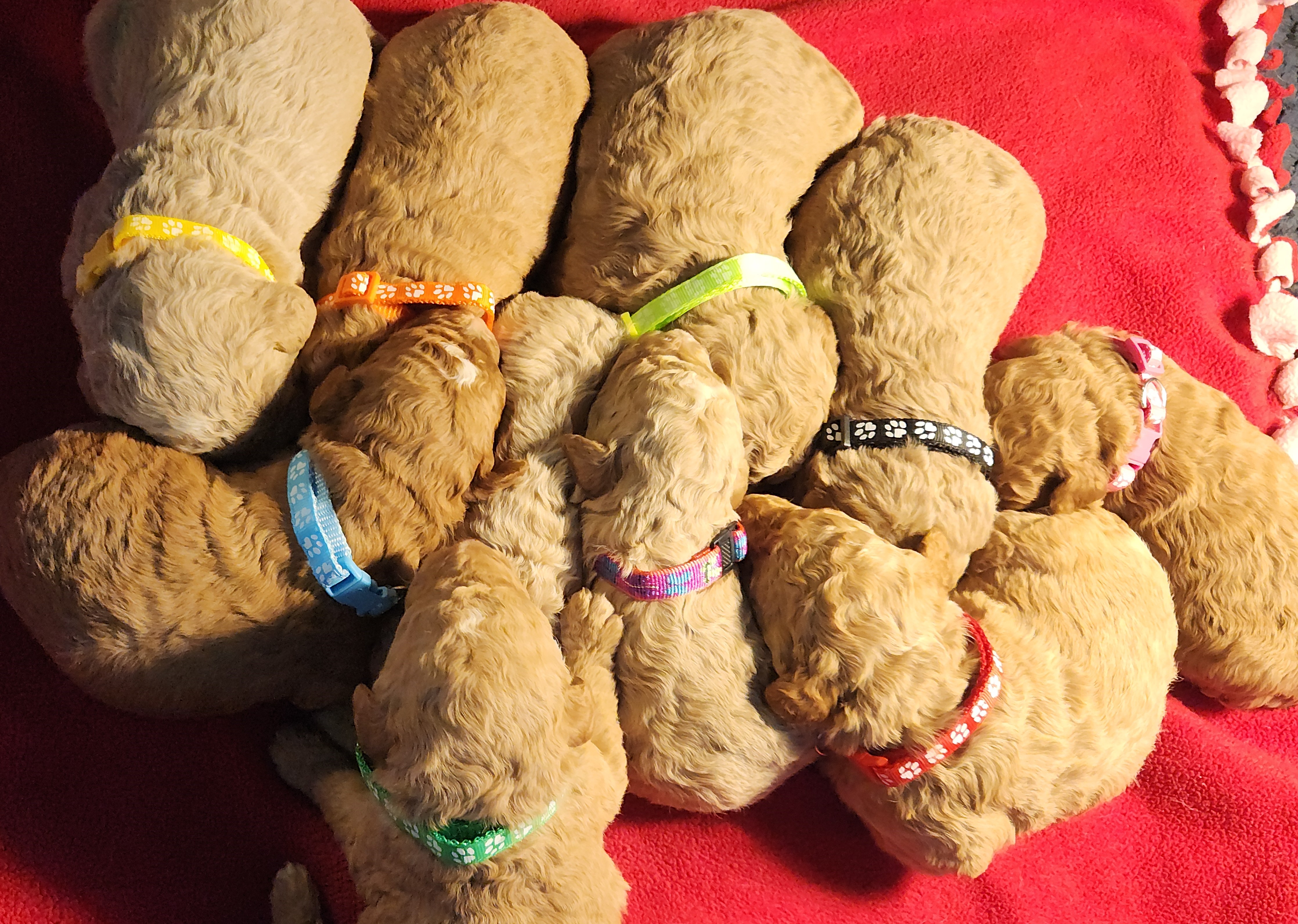 labradoodle