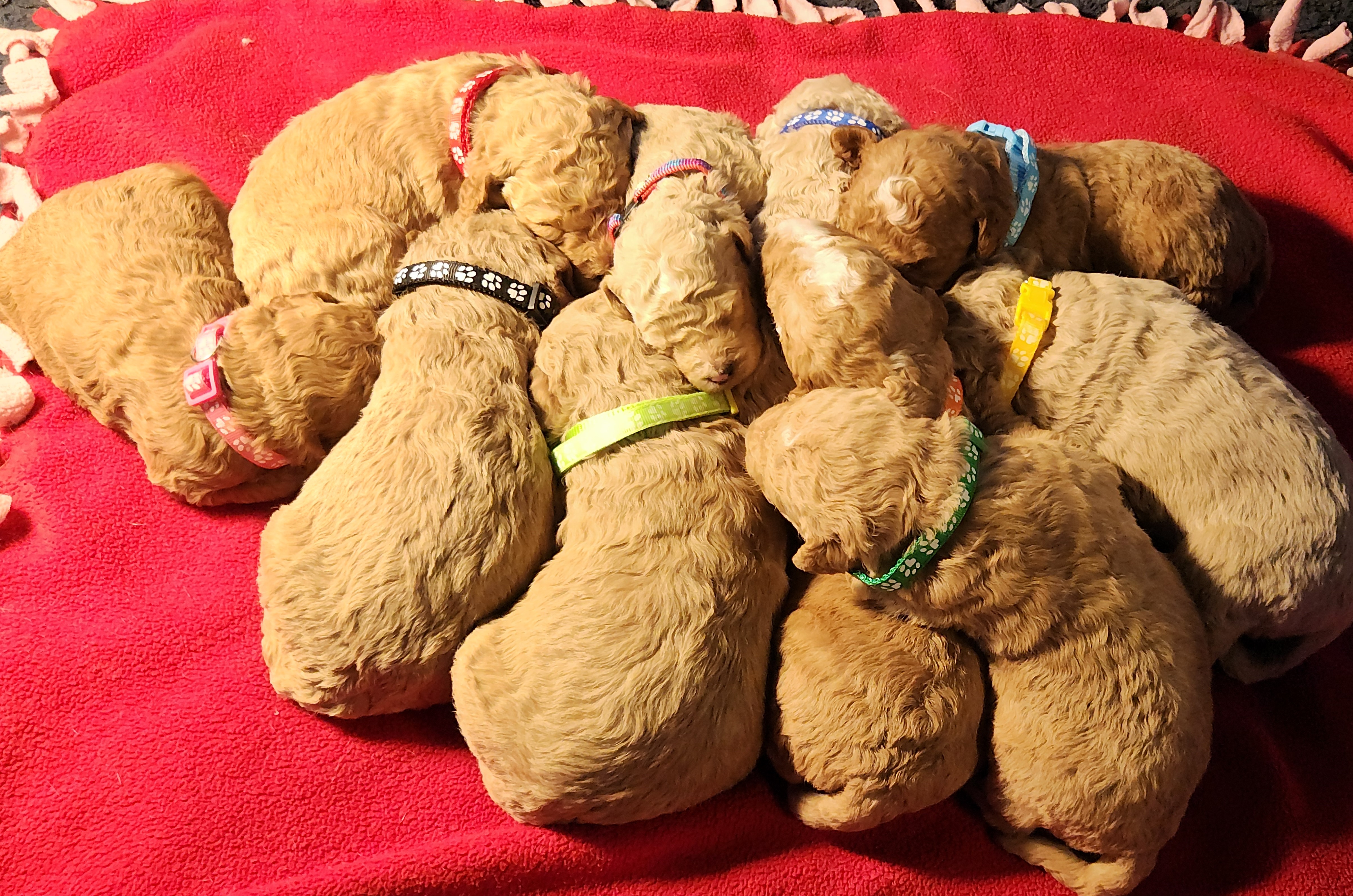 labradoodle