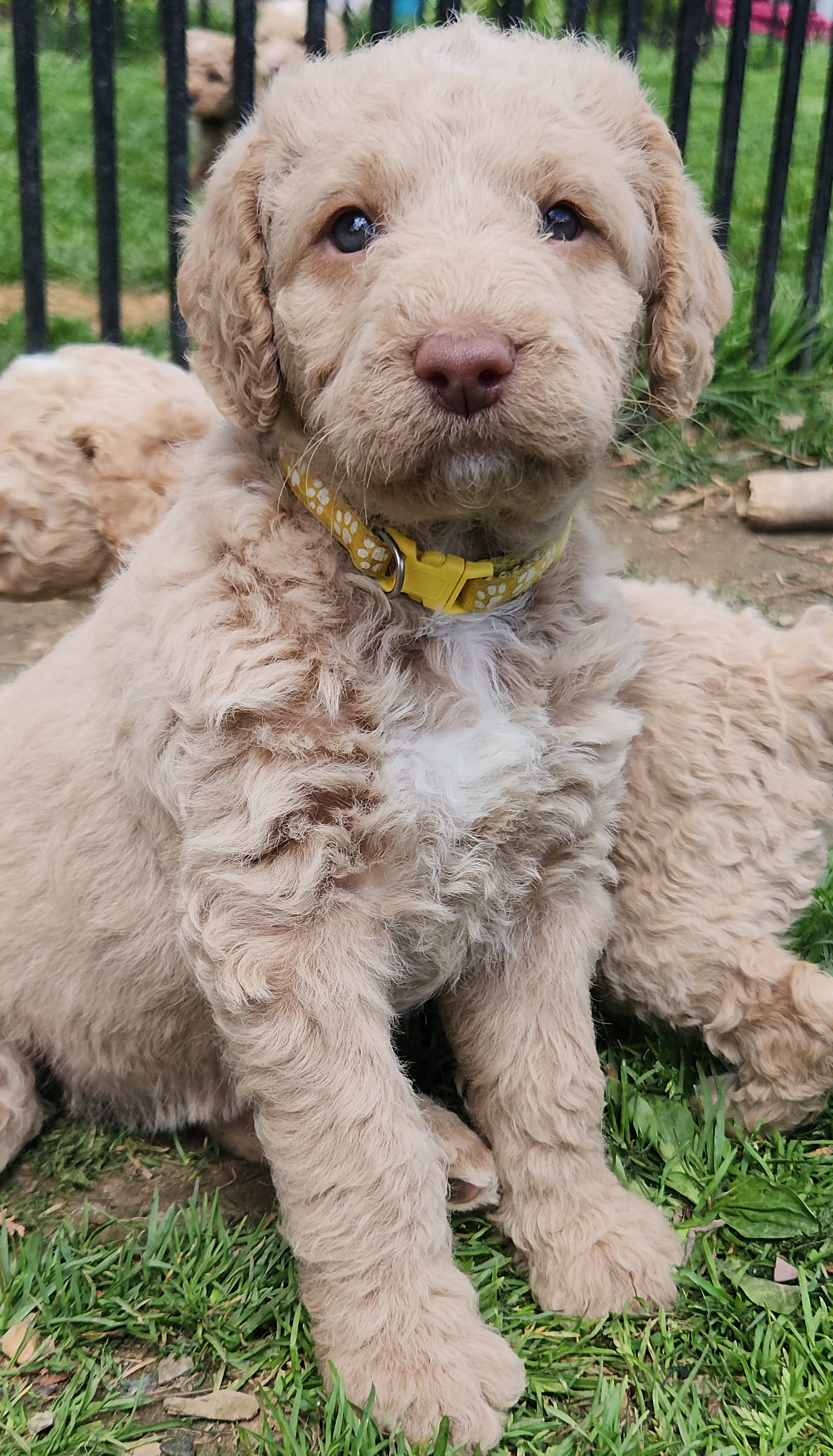 labradoodle