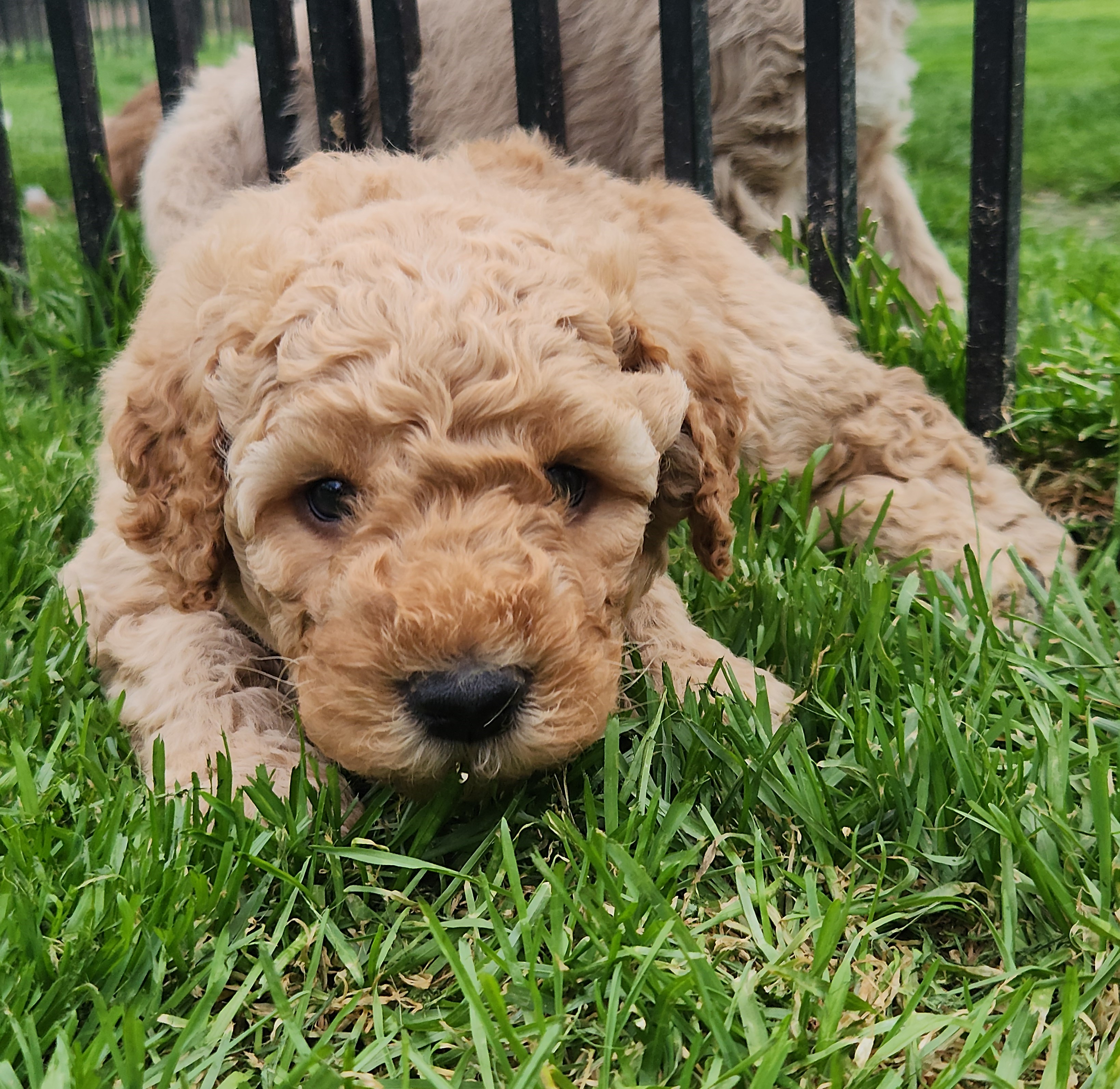 labradoodle