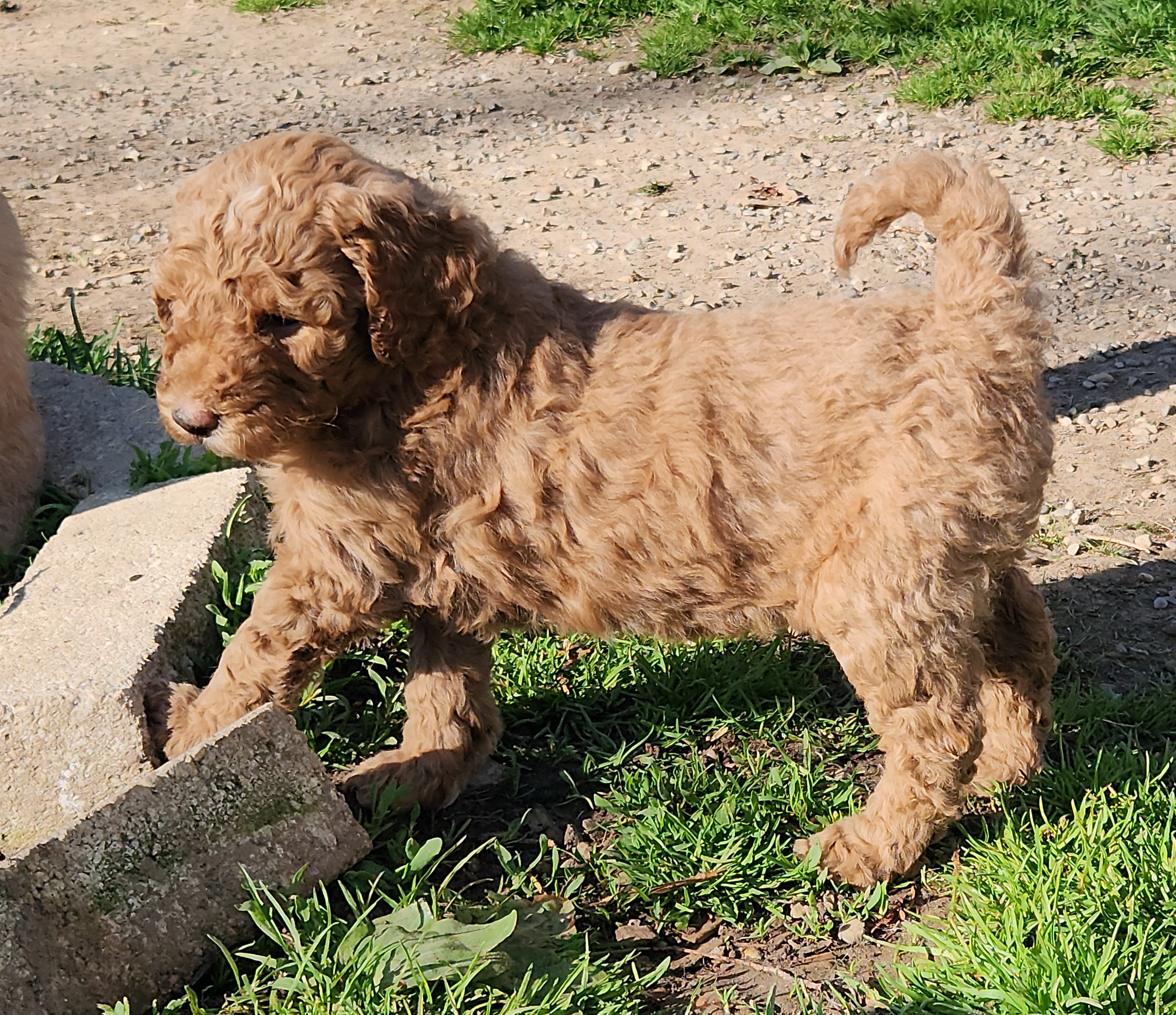 labradoodle