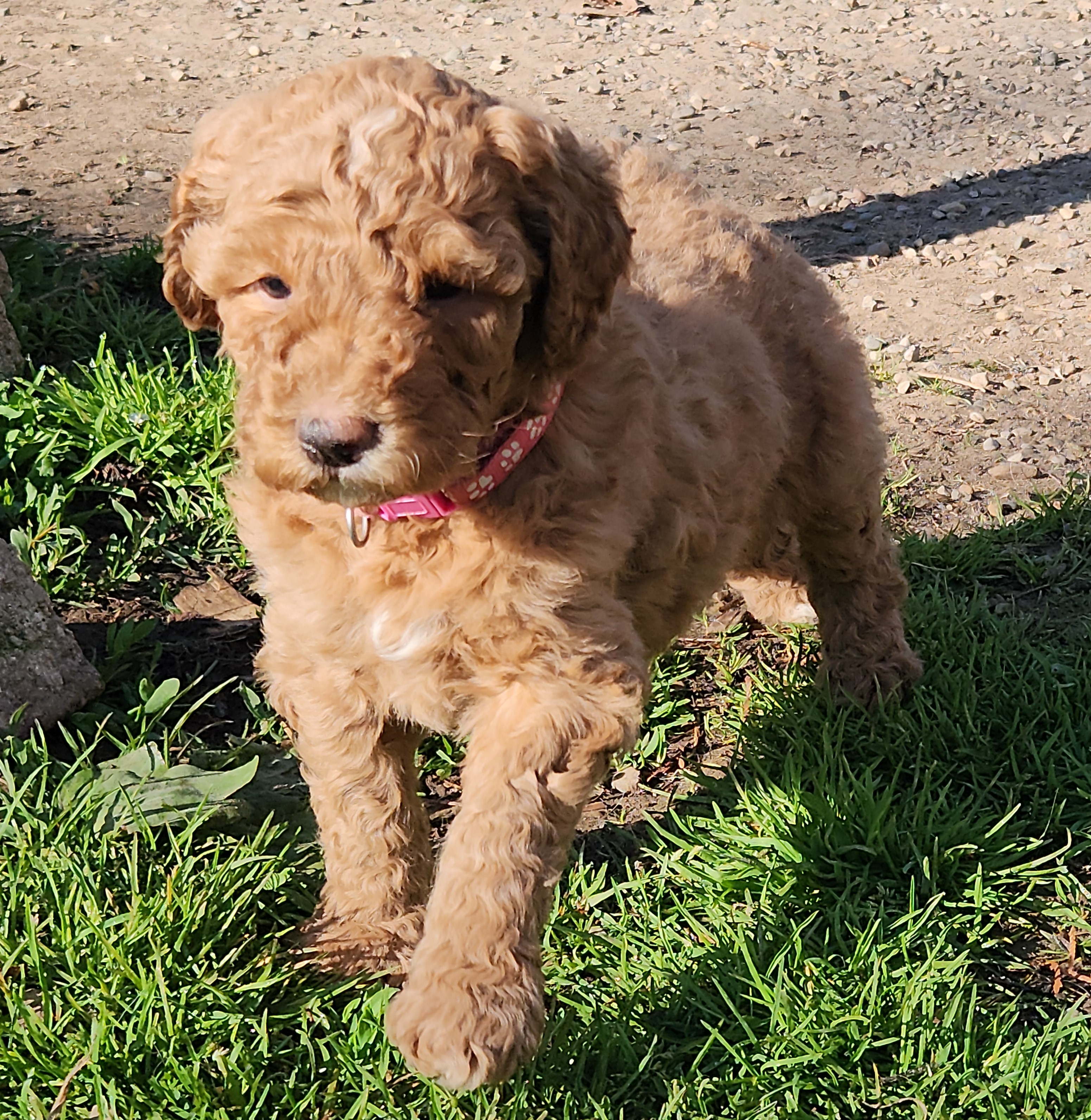 labradoodle