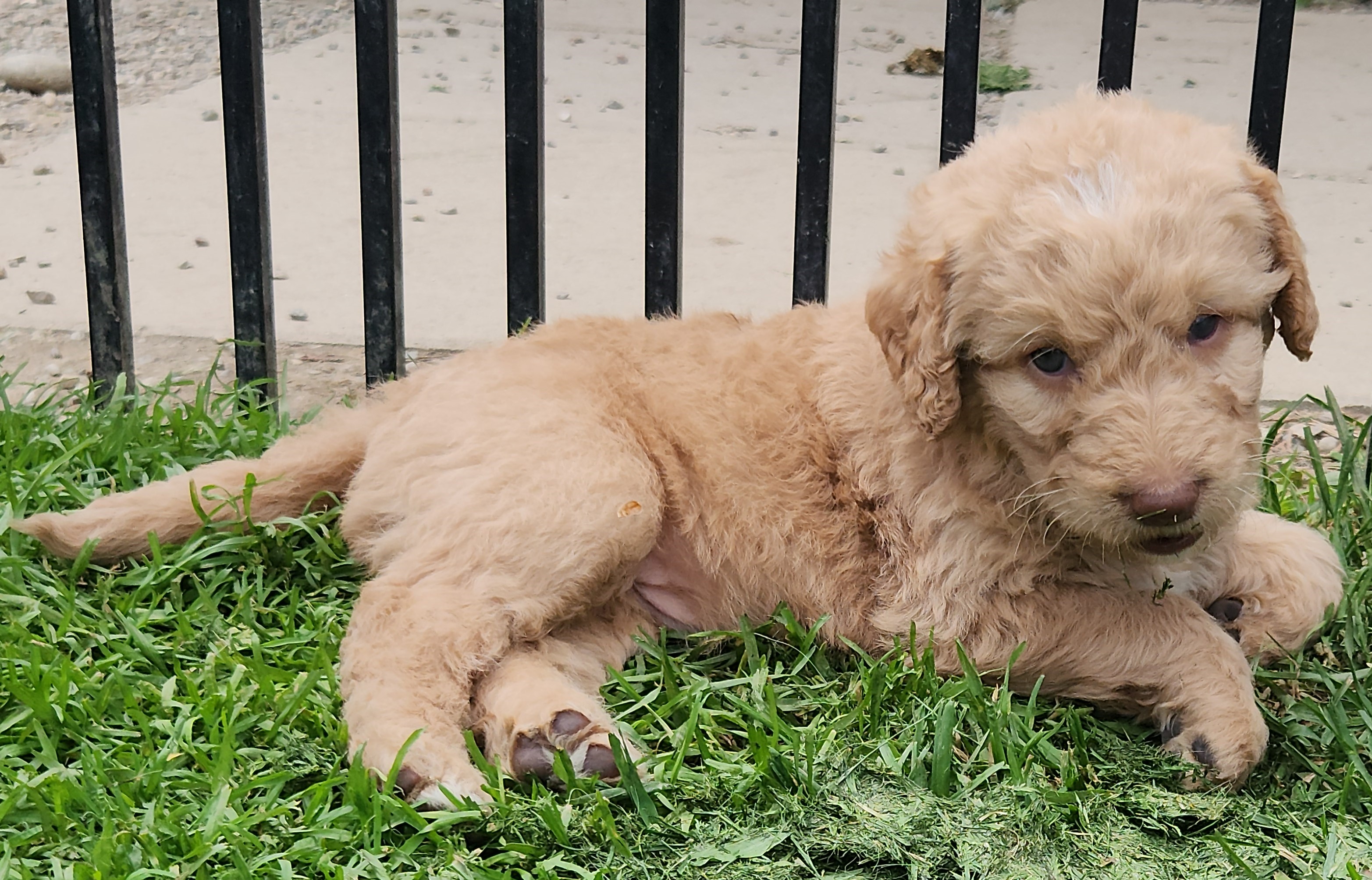 labradoodle