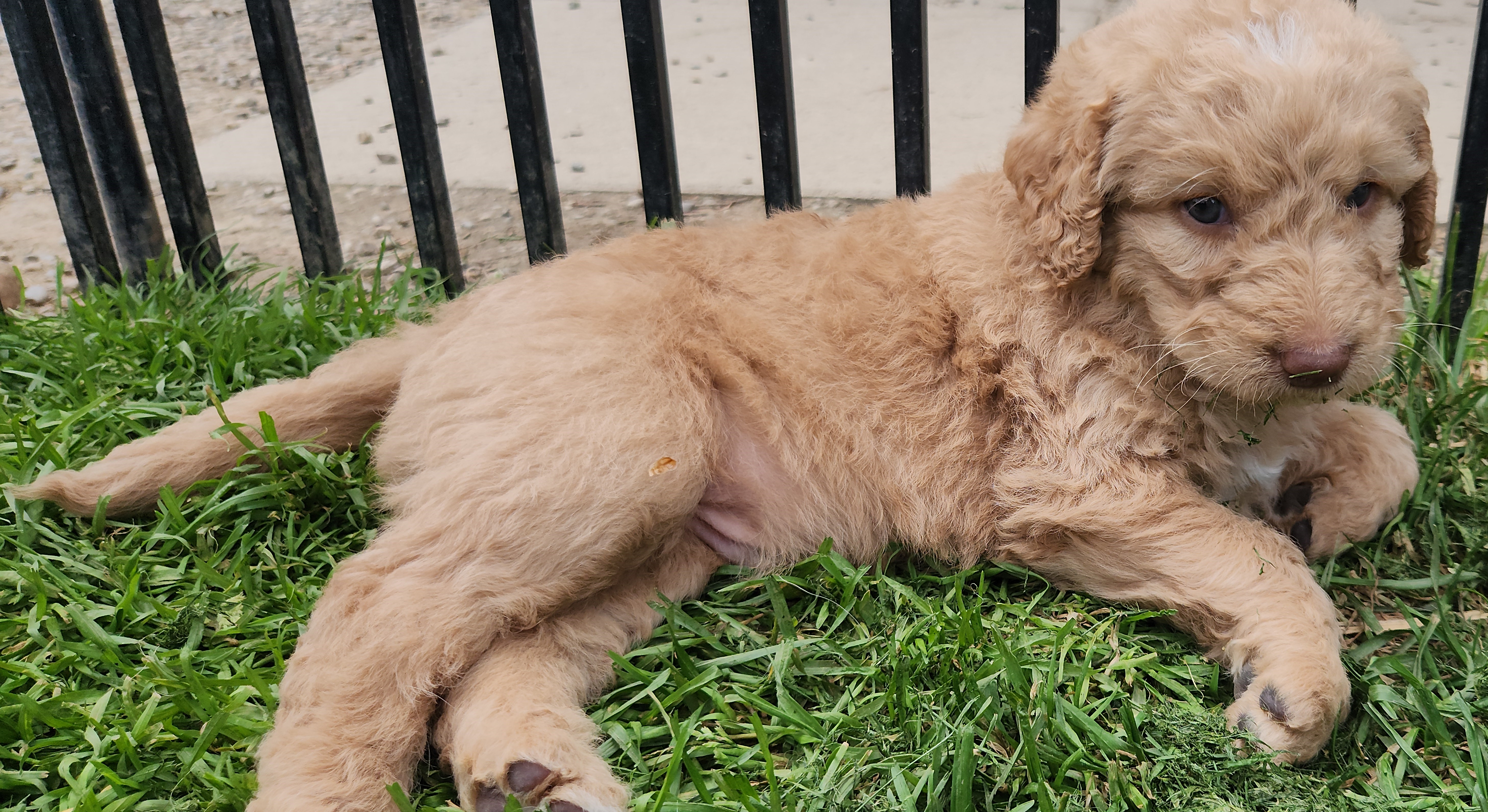 labradoodle