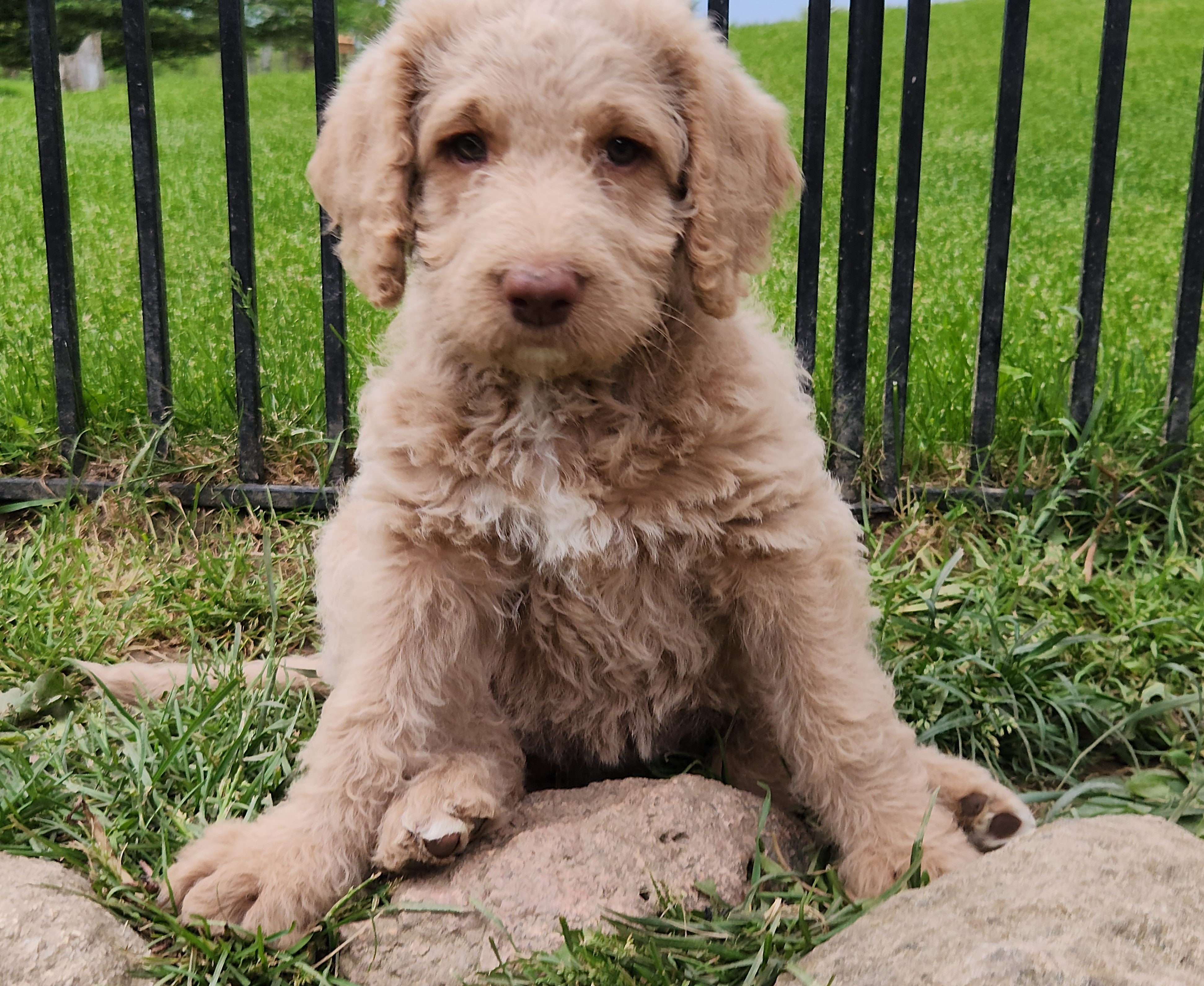 labradoodle