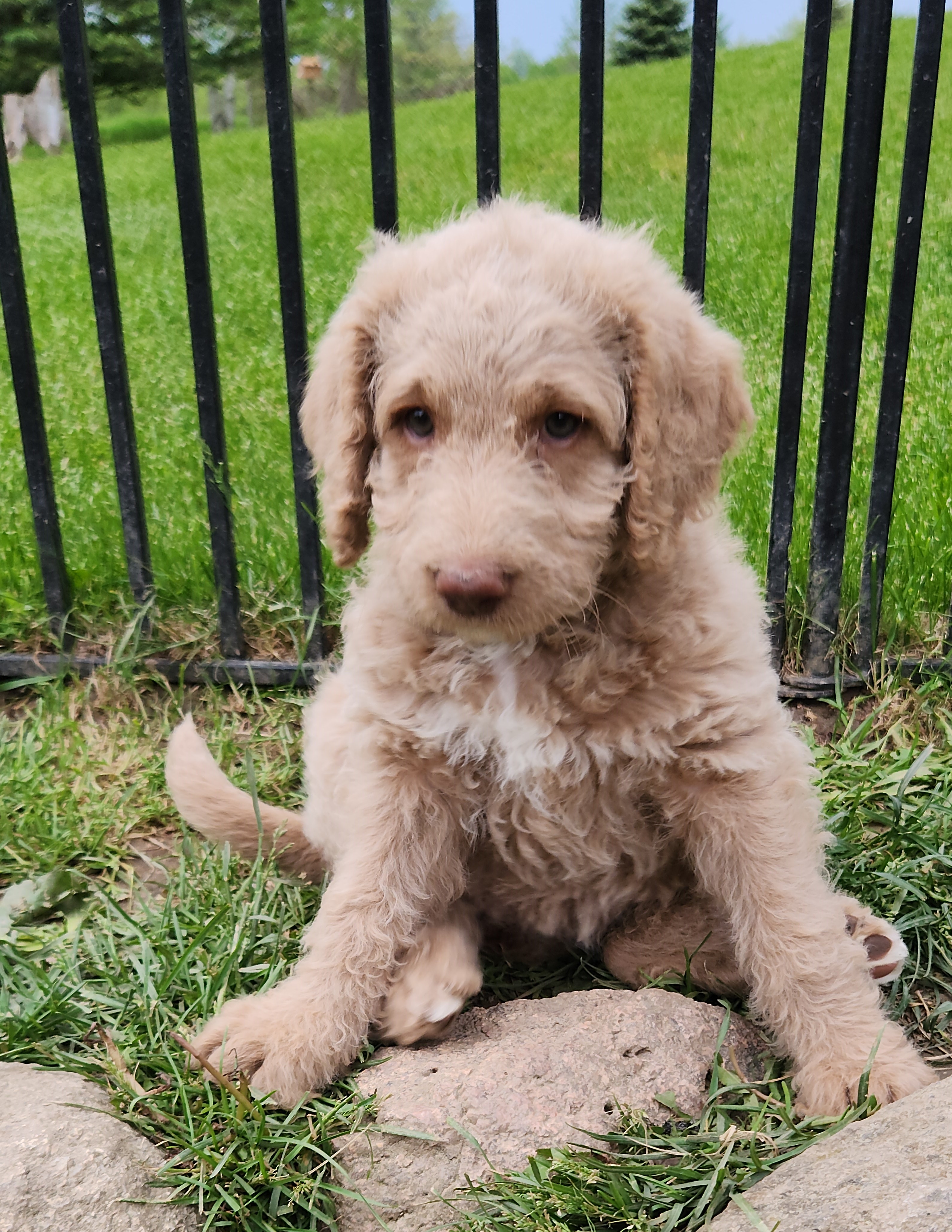 labradoodle