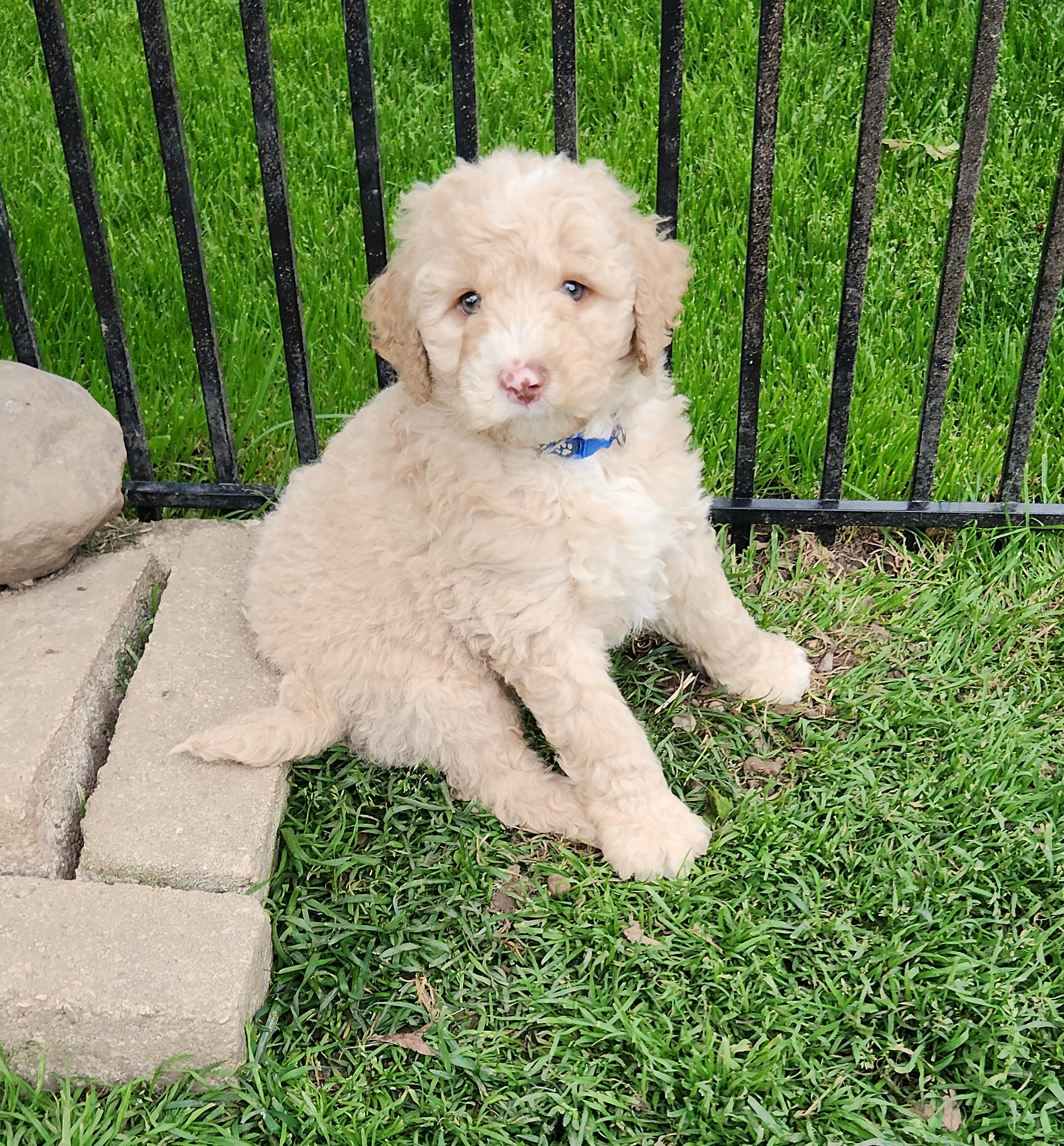 labradoodle