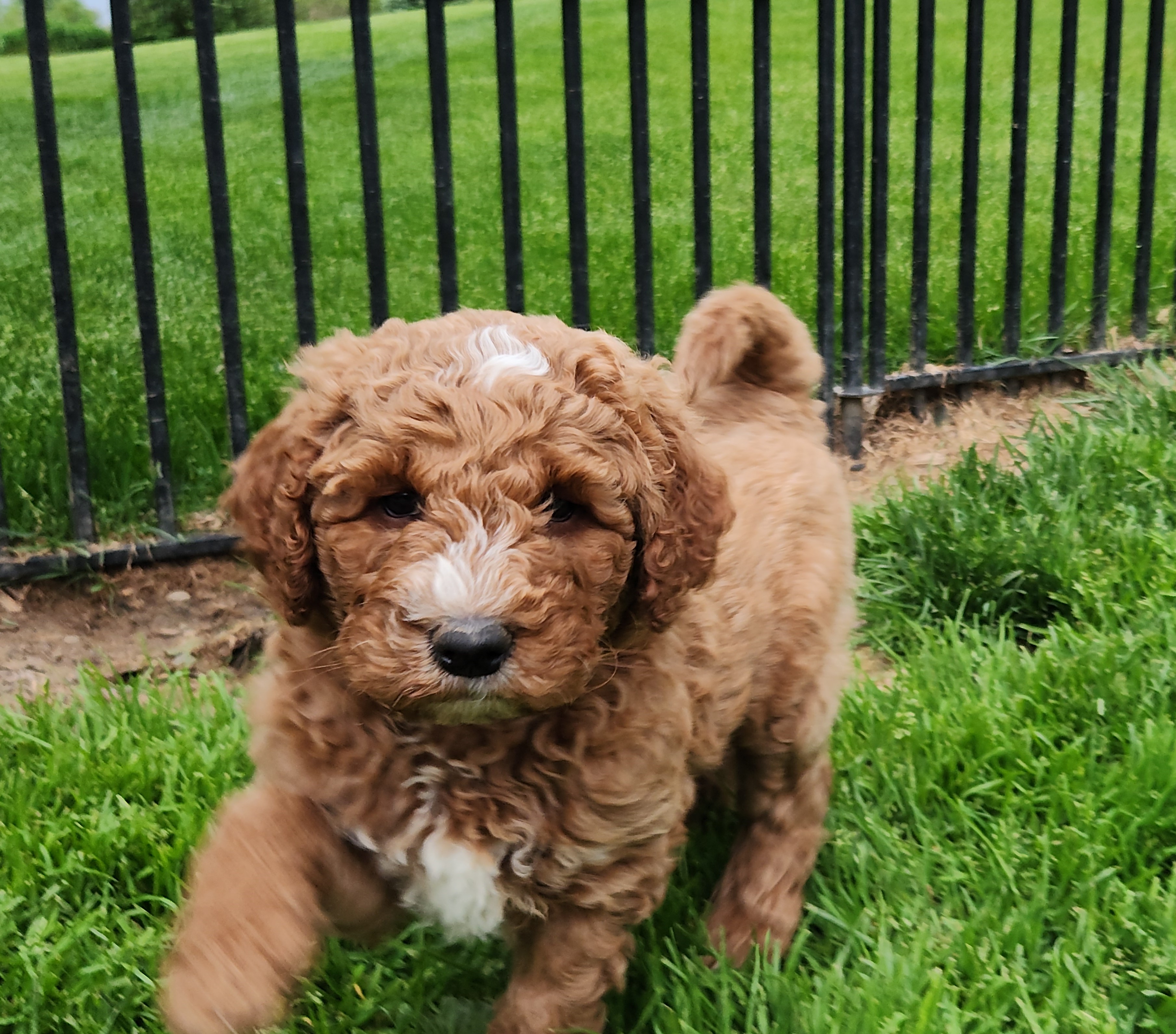 labradoodle