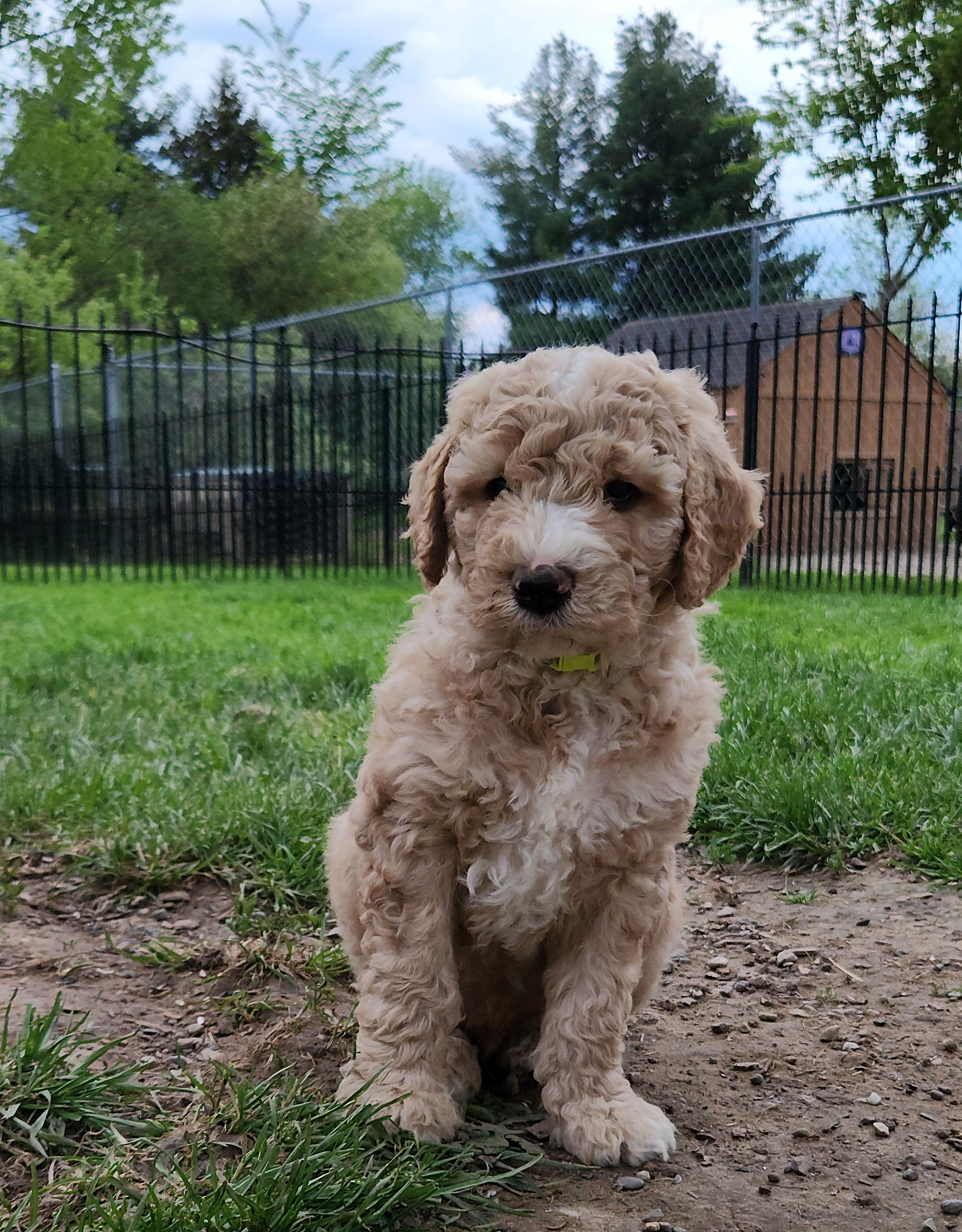 labradoodle