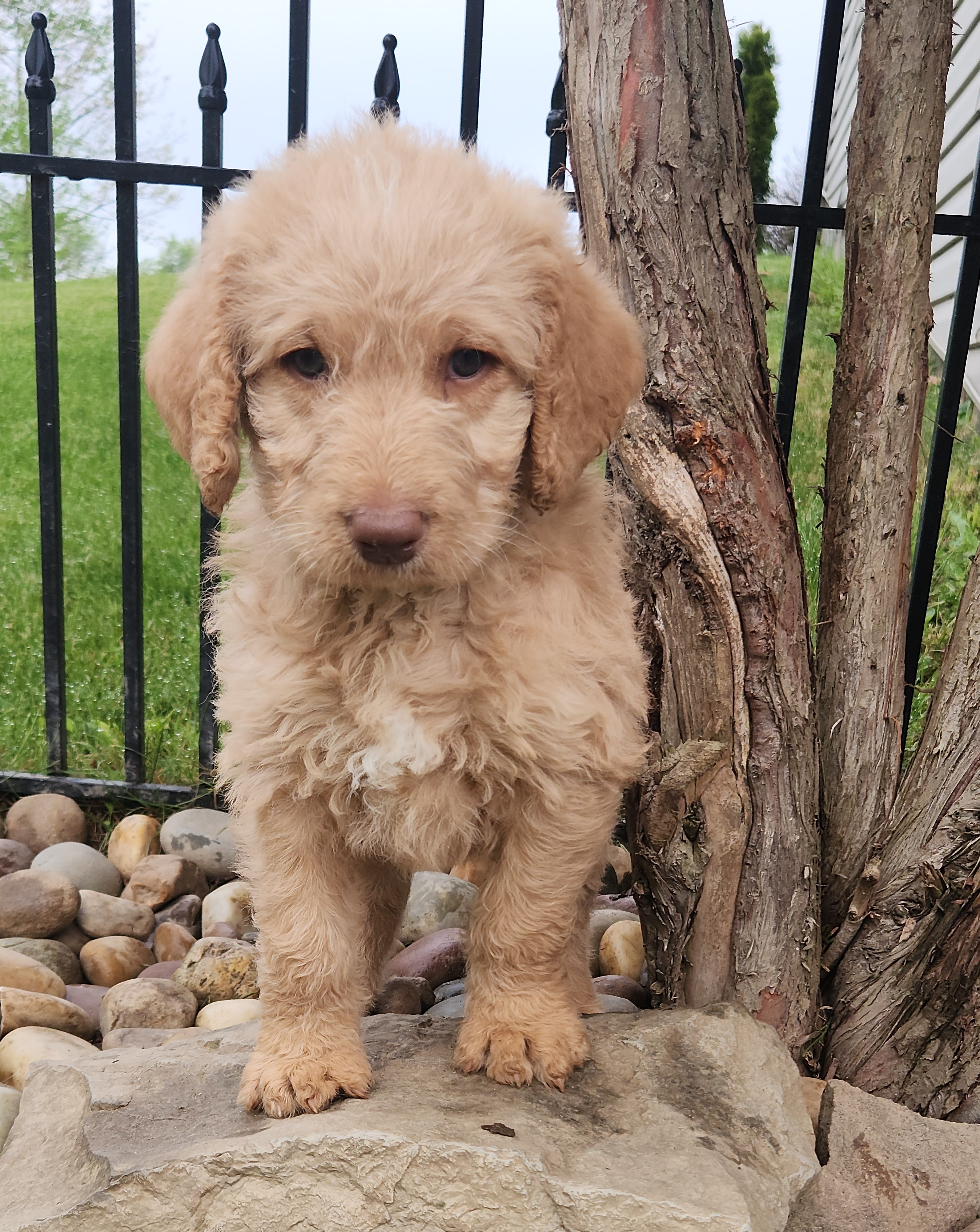 labradoodle