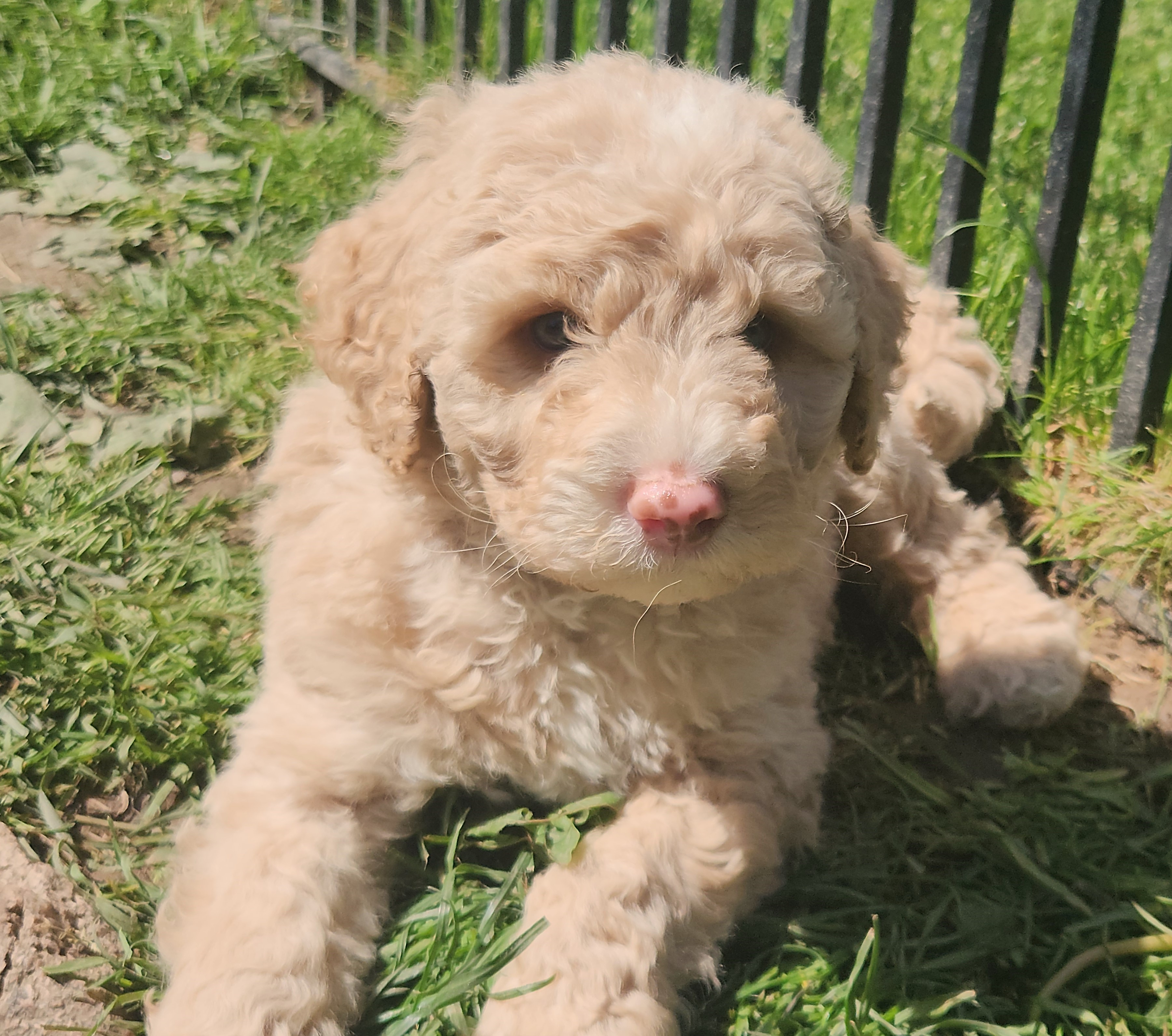 labradoodle